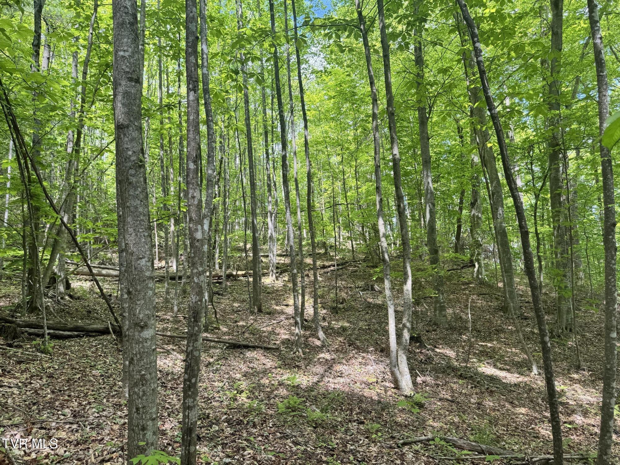 4090 Old Asheville Highway, Flag Pond, Tennessee image 5