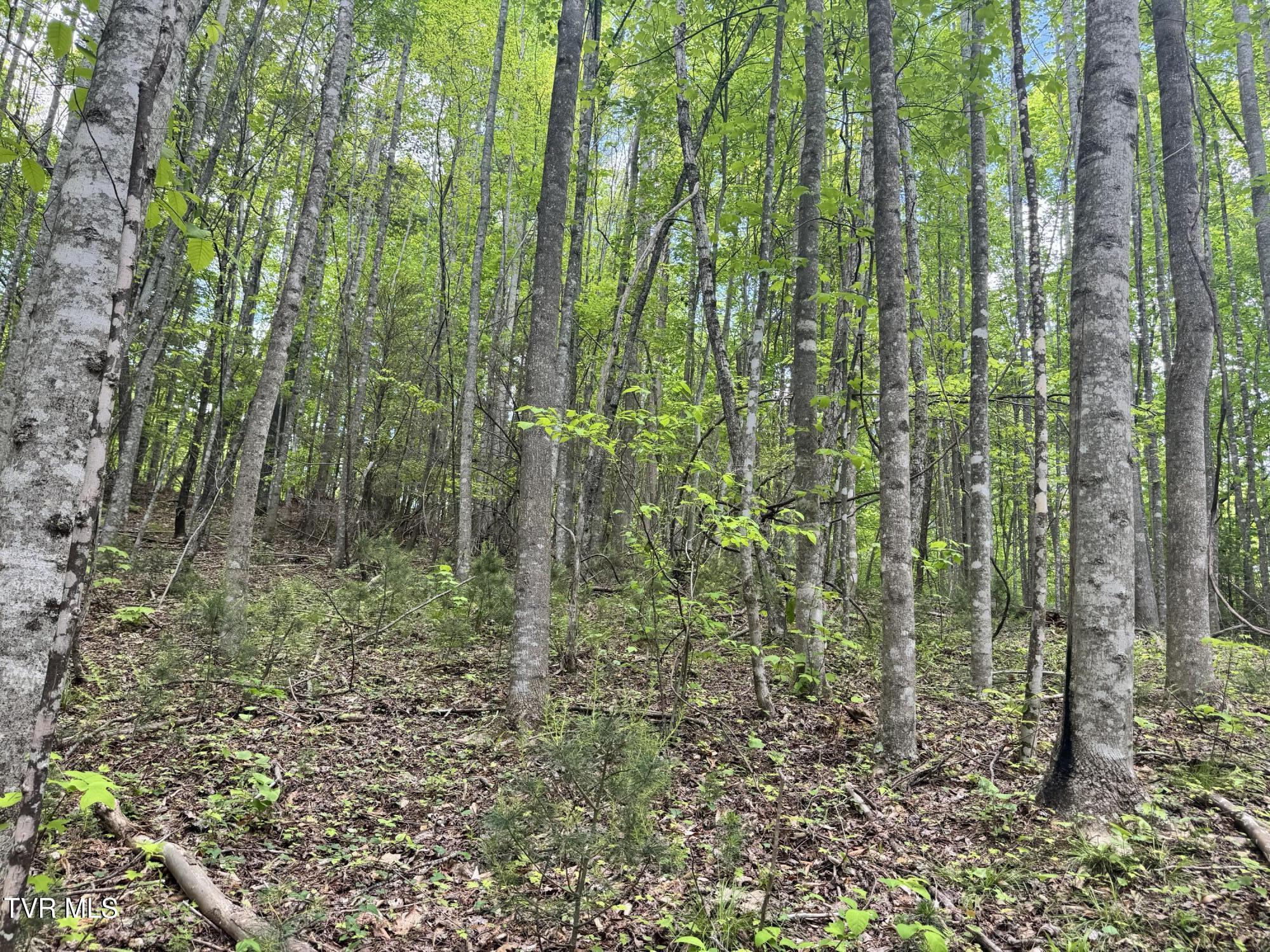 4090 Old Asheville Highway, Flag Pond, Tennessee image 31