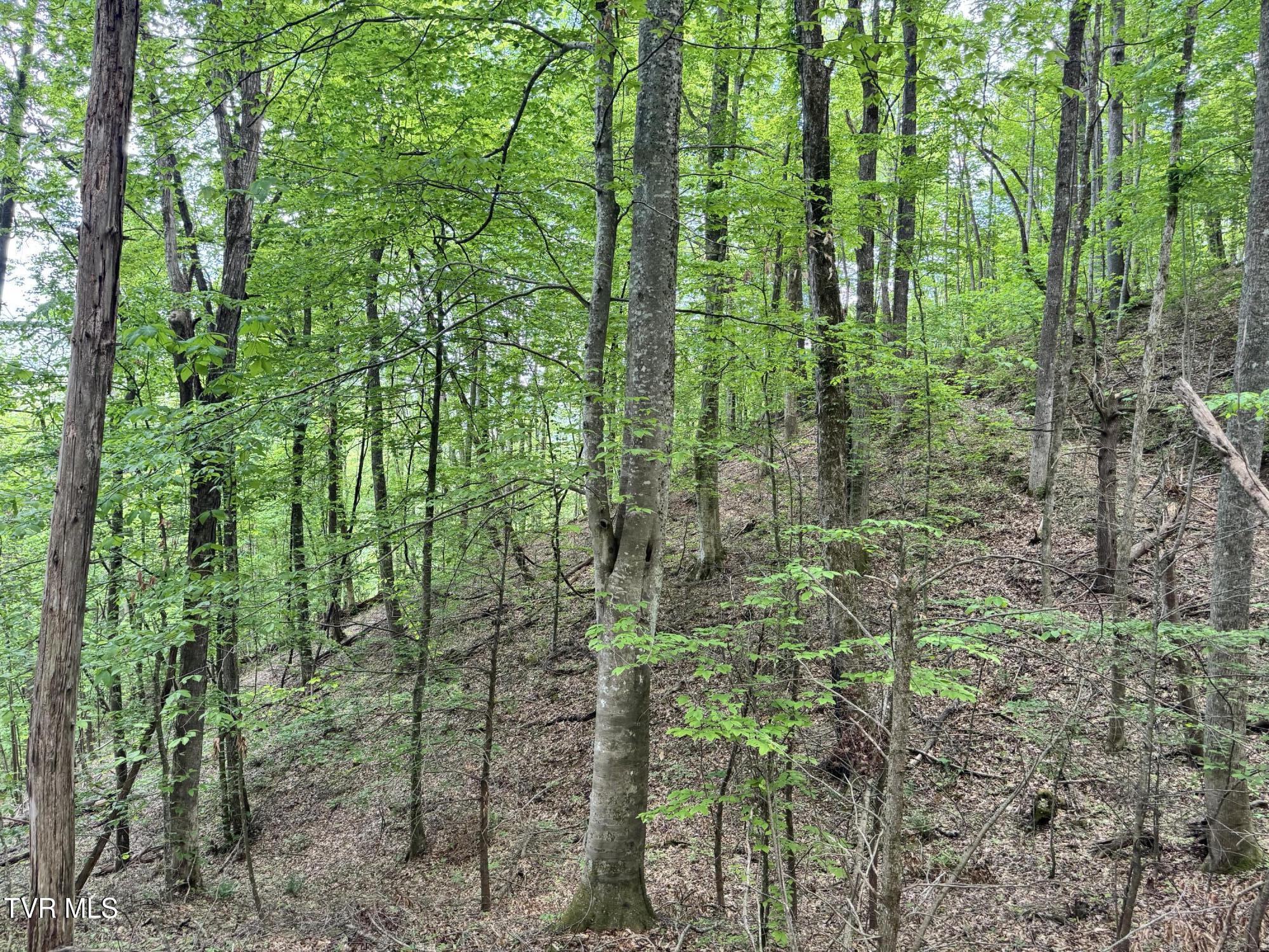 4090 Old Asheville Highway, Flag Pond, Tennessee image 23