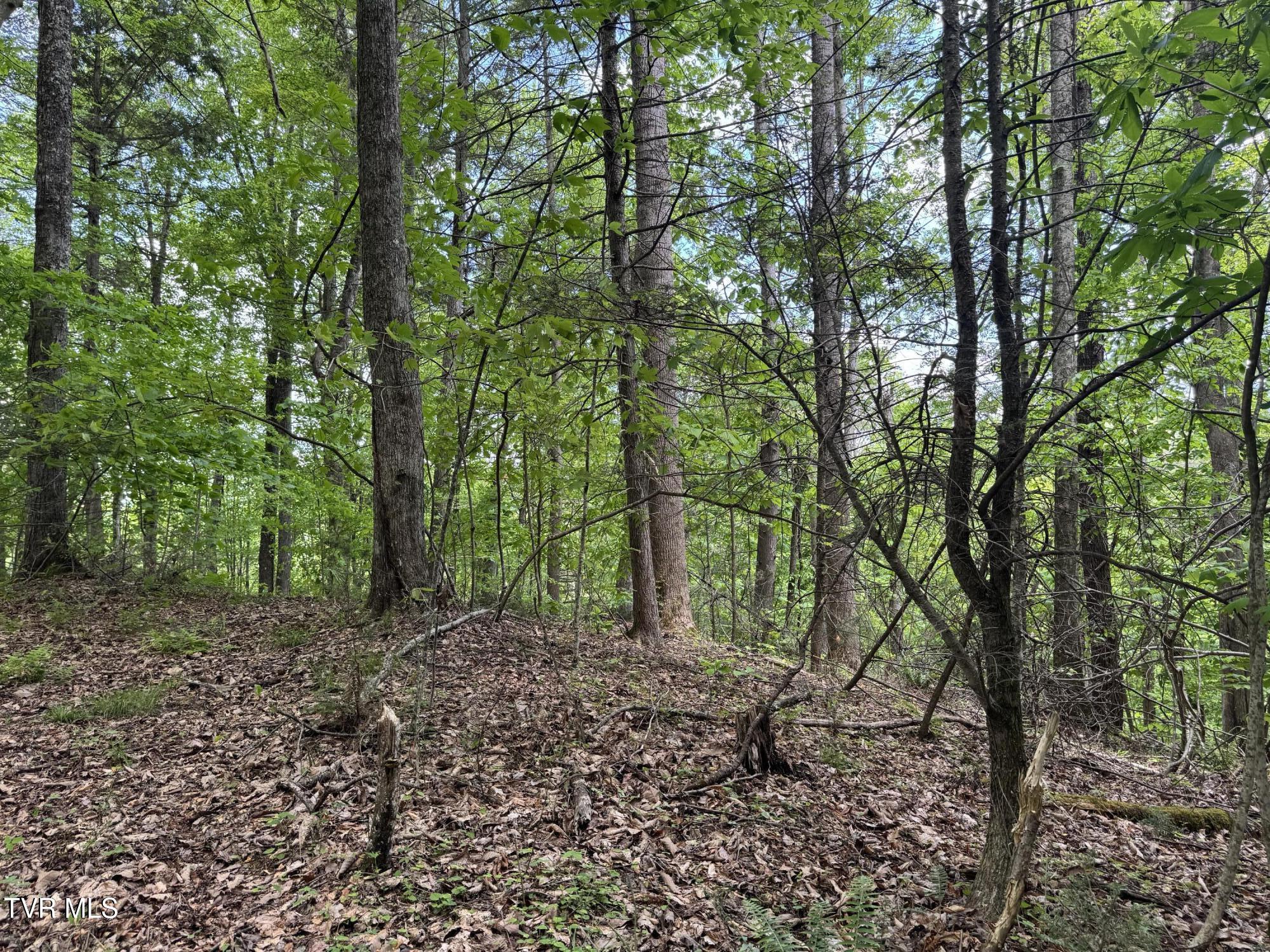 4090 Old Asheville Highway, Flag Pond, Tennessee image 21