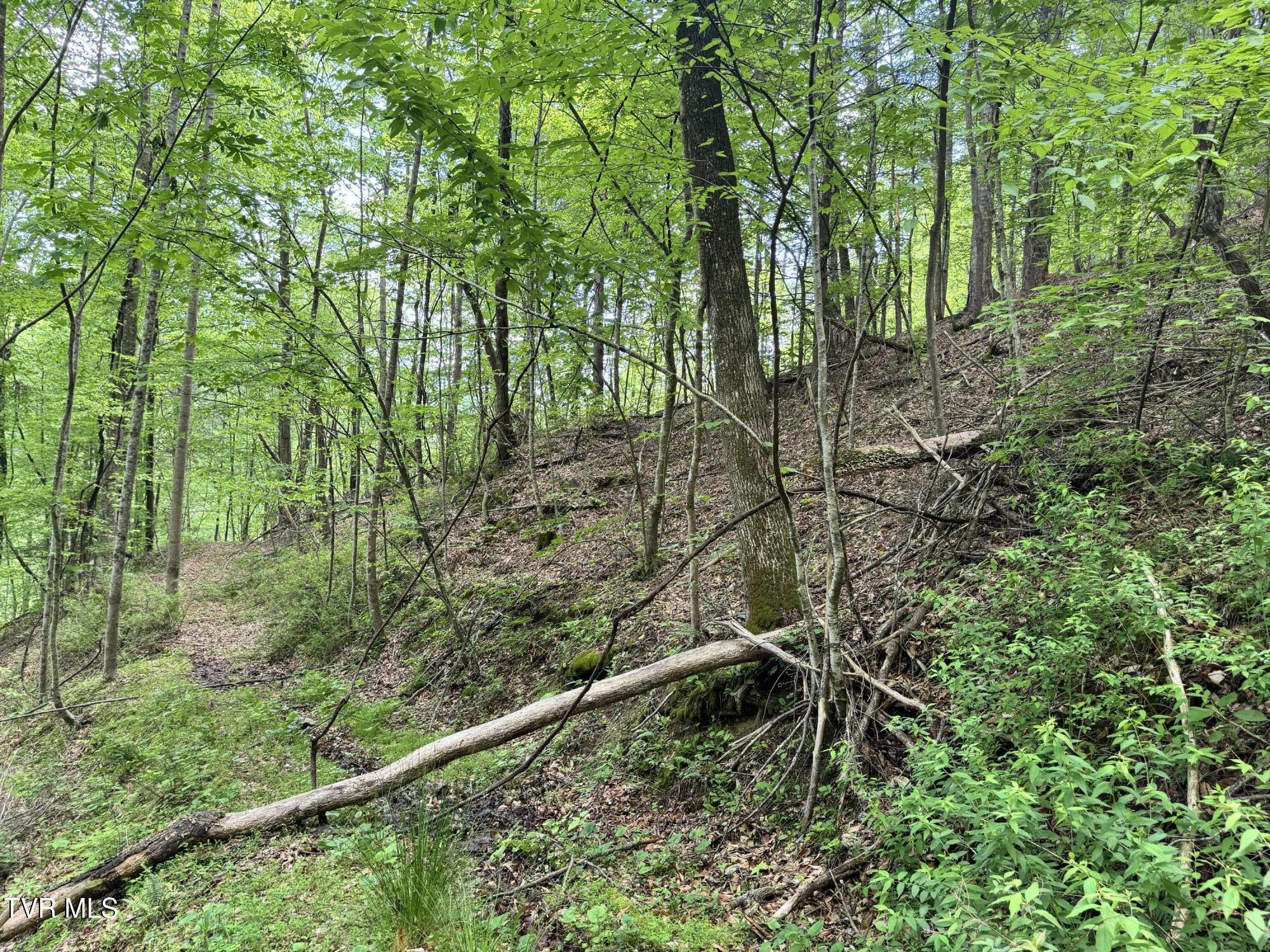 4090 Old Asheville Highway, Flag Pond, Tennessee image 27