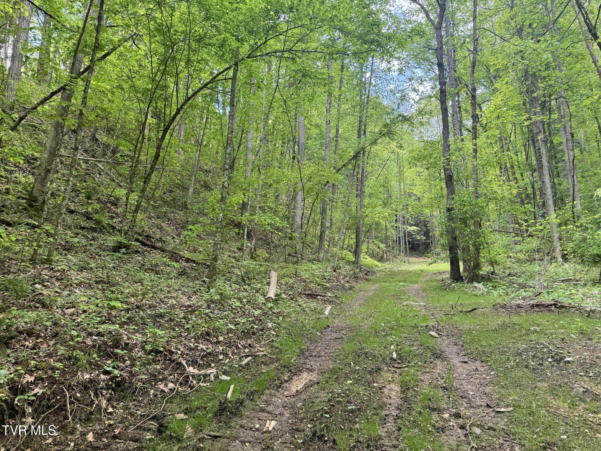 4090 Old Asheville Highway, Flag Pond, Tennessee image 10
