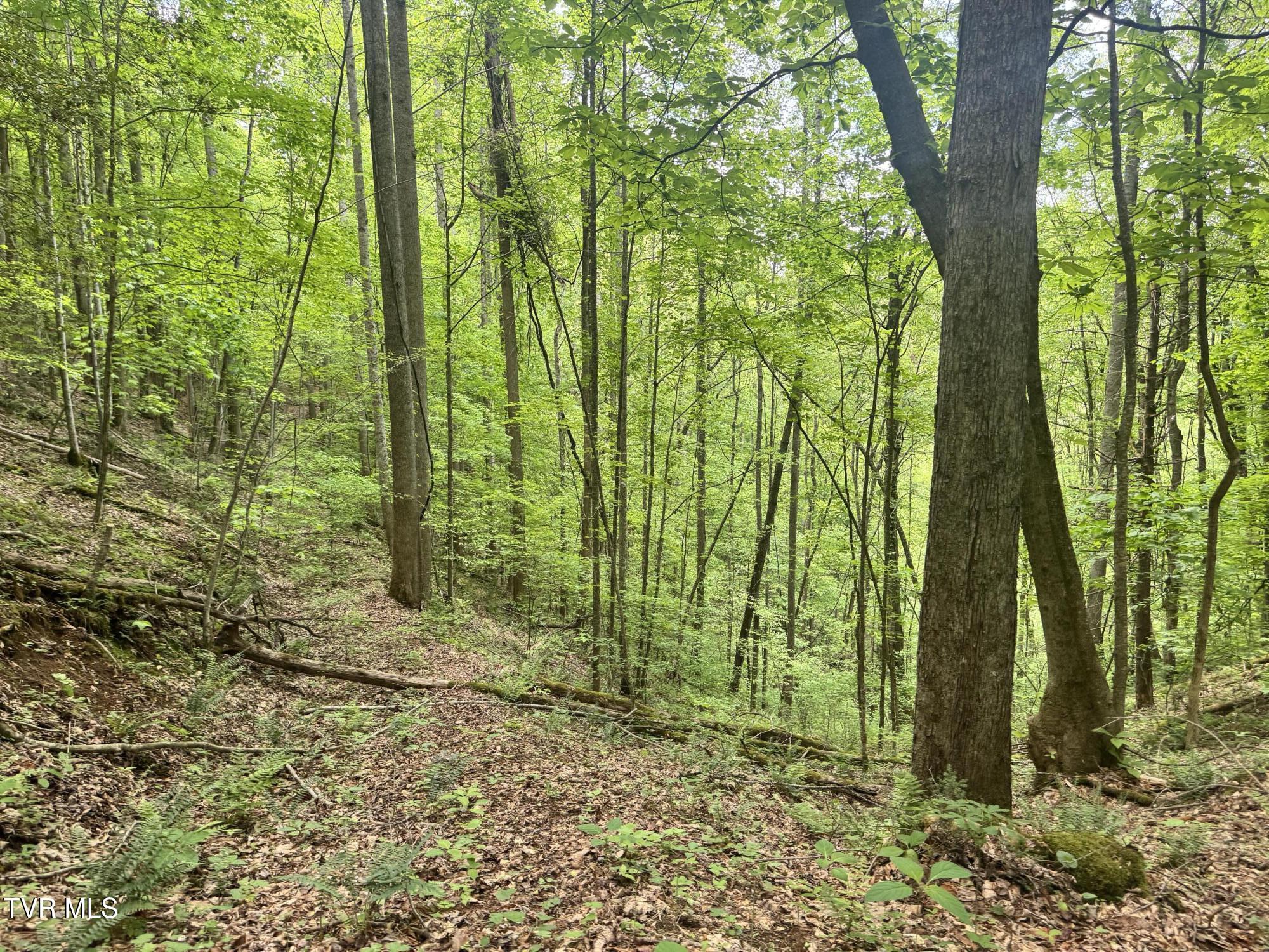 4090 Old Asheville Highway, Flag Pond, Tennessee image 32