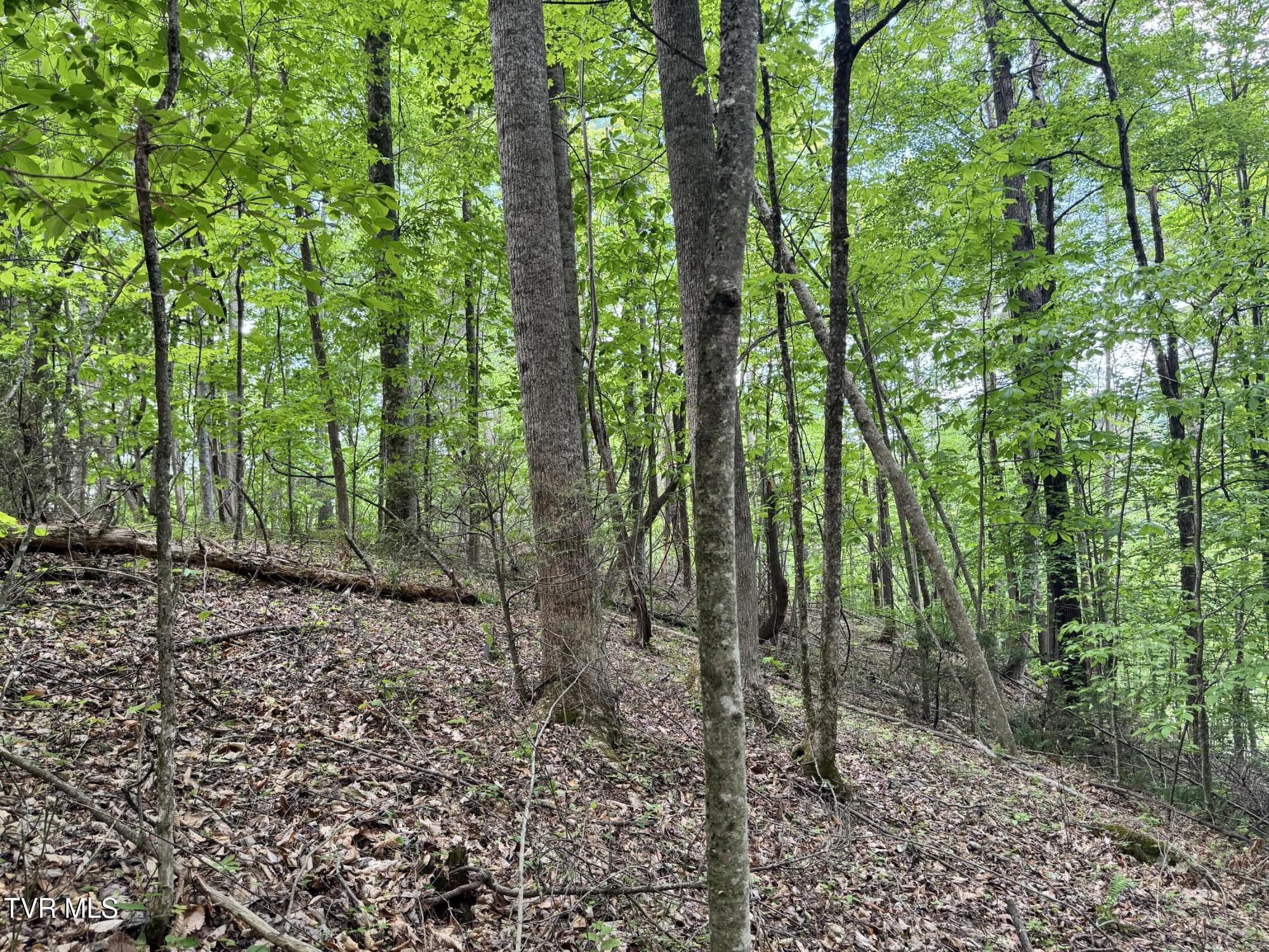 4090 Old Asheville Highway, Flag Pond, Tennessee image 24
