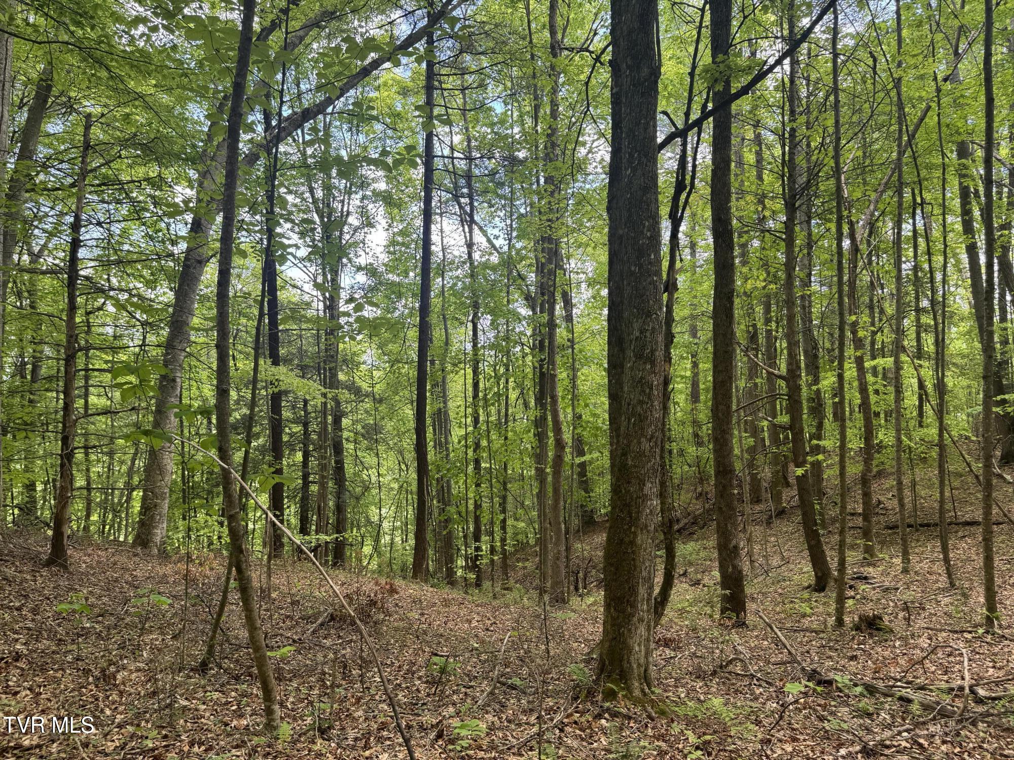 4090 Old Asheville Highway, Flag Pond, Tennessee image 4
