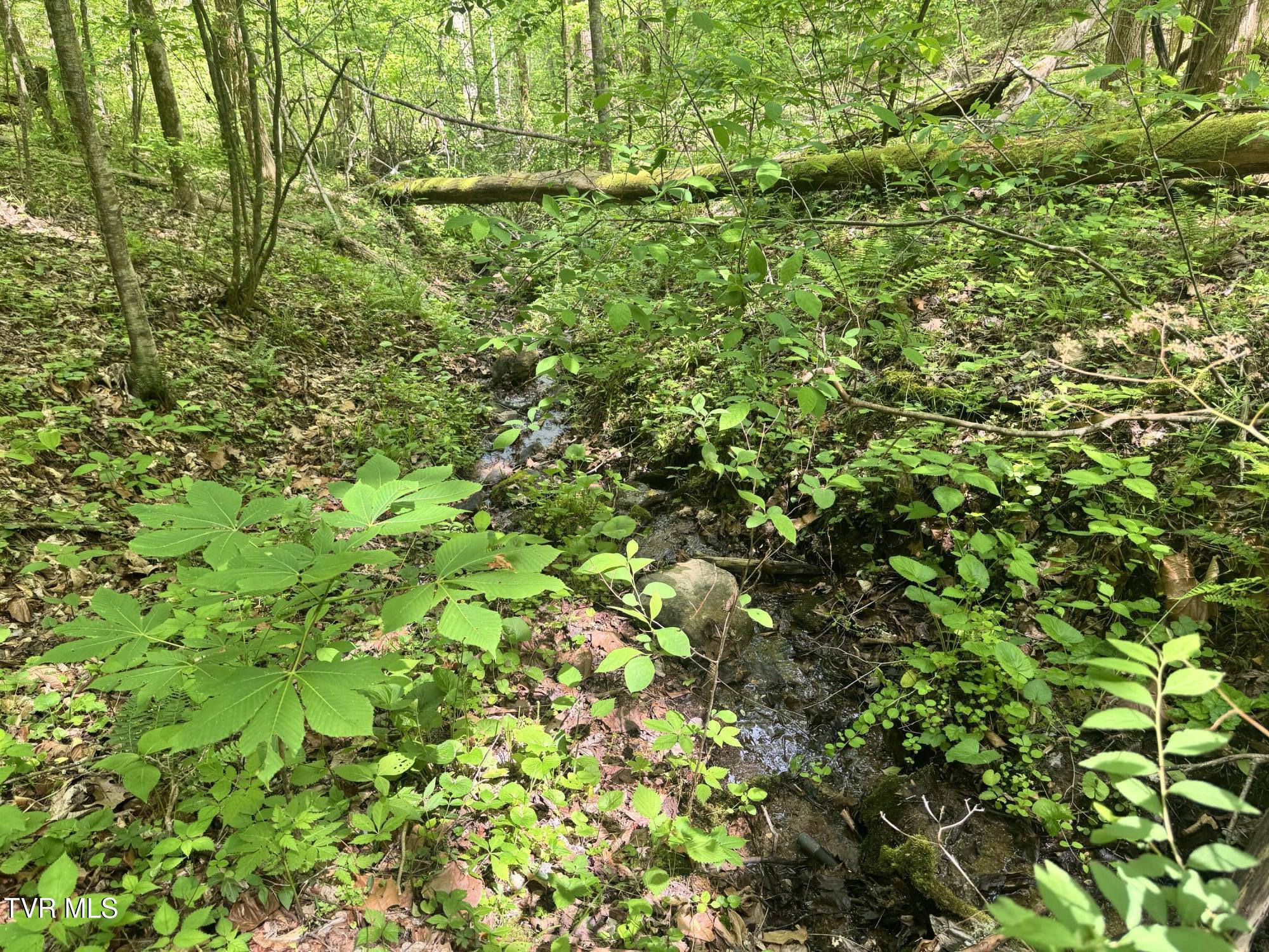 4090 Old Asheville Highway, Flag Pond, Tennessee image 7