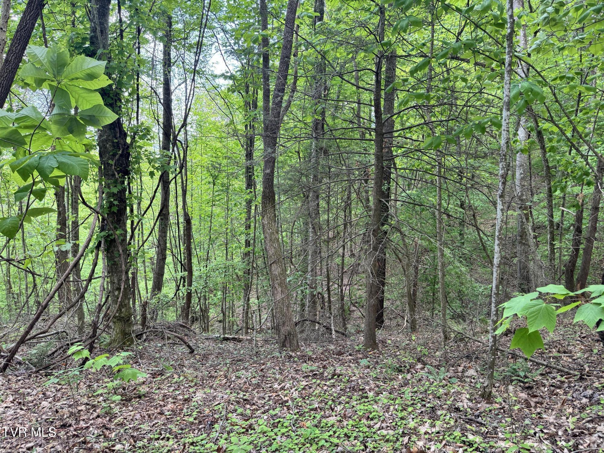 4090 Old Asheville Highway, Flag Pond, Tennessee image 26