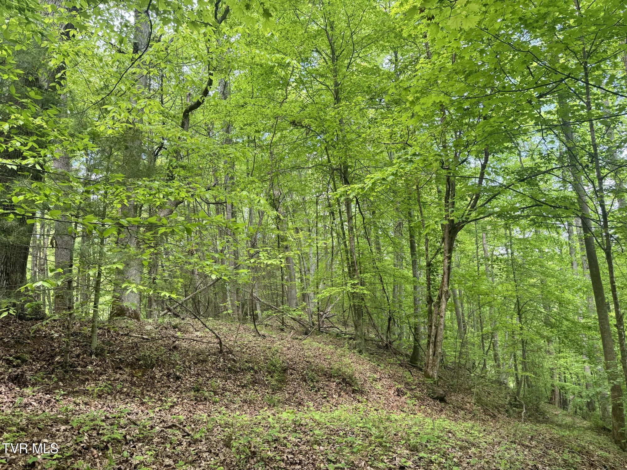 4090 Old Asheville Highway, Flag Pond, Tennessee image 29