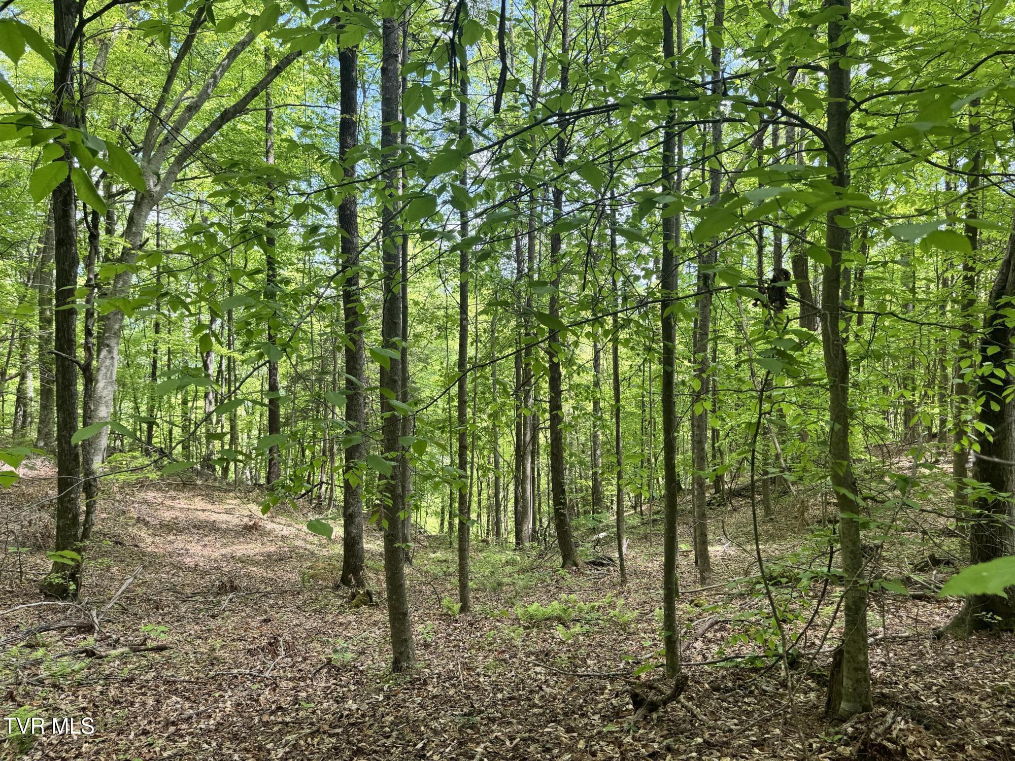 4090 Old Asheville Highway, Flag Pond, Tennessee image 3