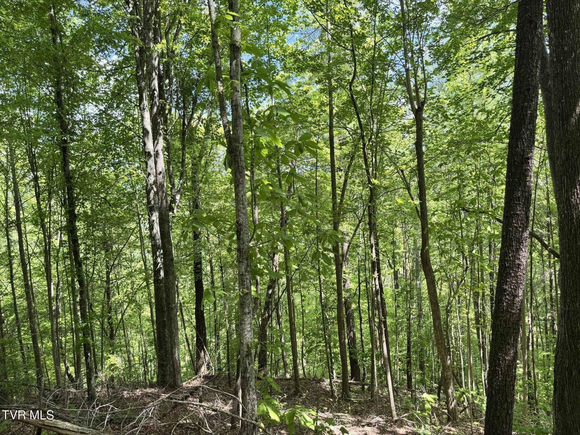 4090 Old Asheville Highway, Flag Pond, Tennessee image 19