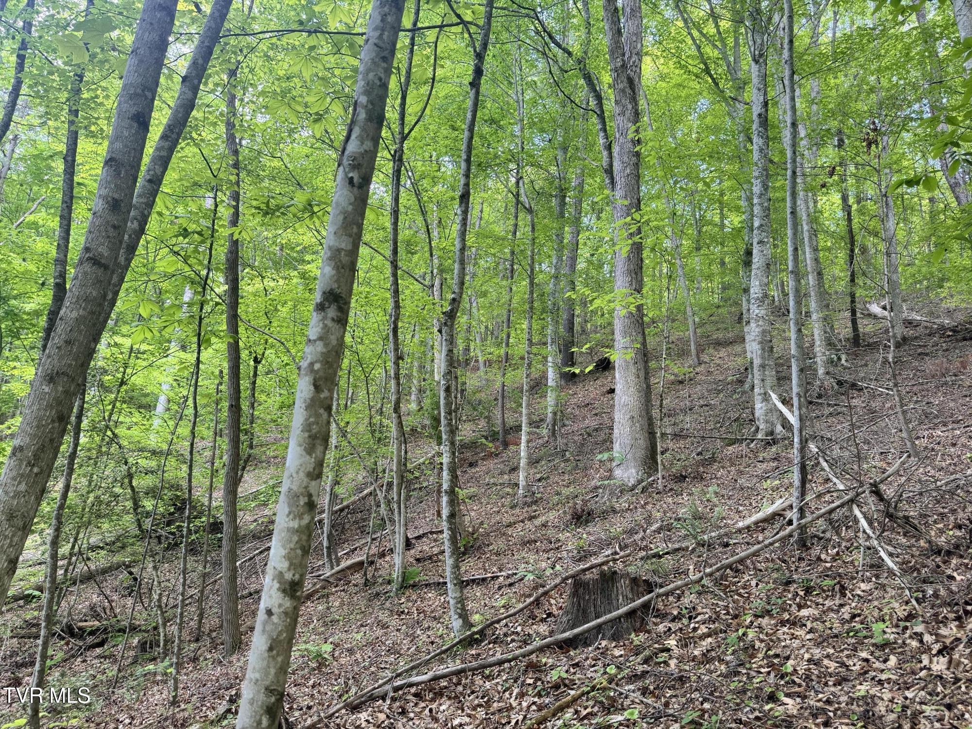 4090 Old Asheville Highway, Flag Pond, Tennessee image 30