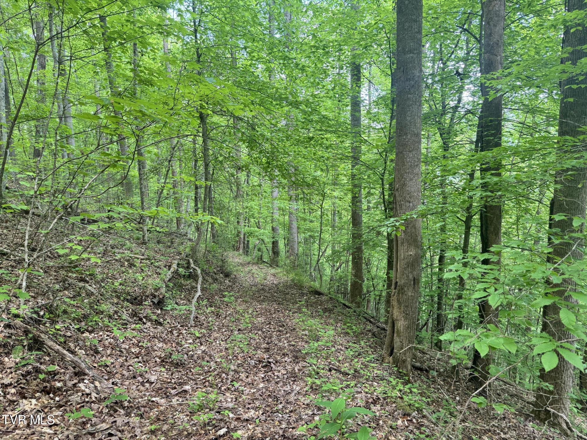 4090 Old Asheville Highway, Flag Pond, Tennessee image 33