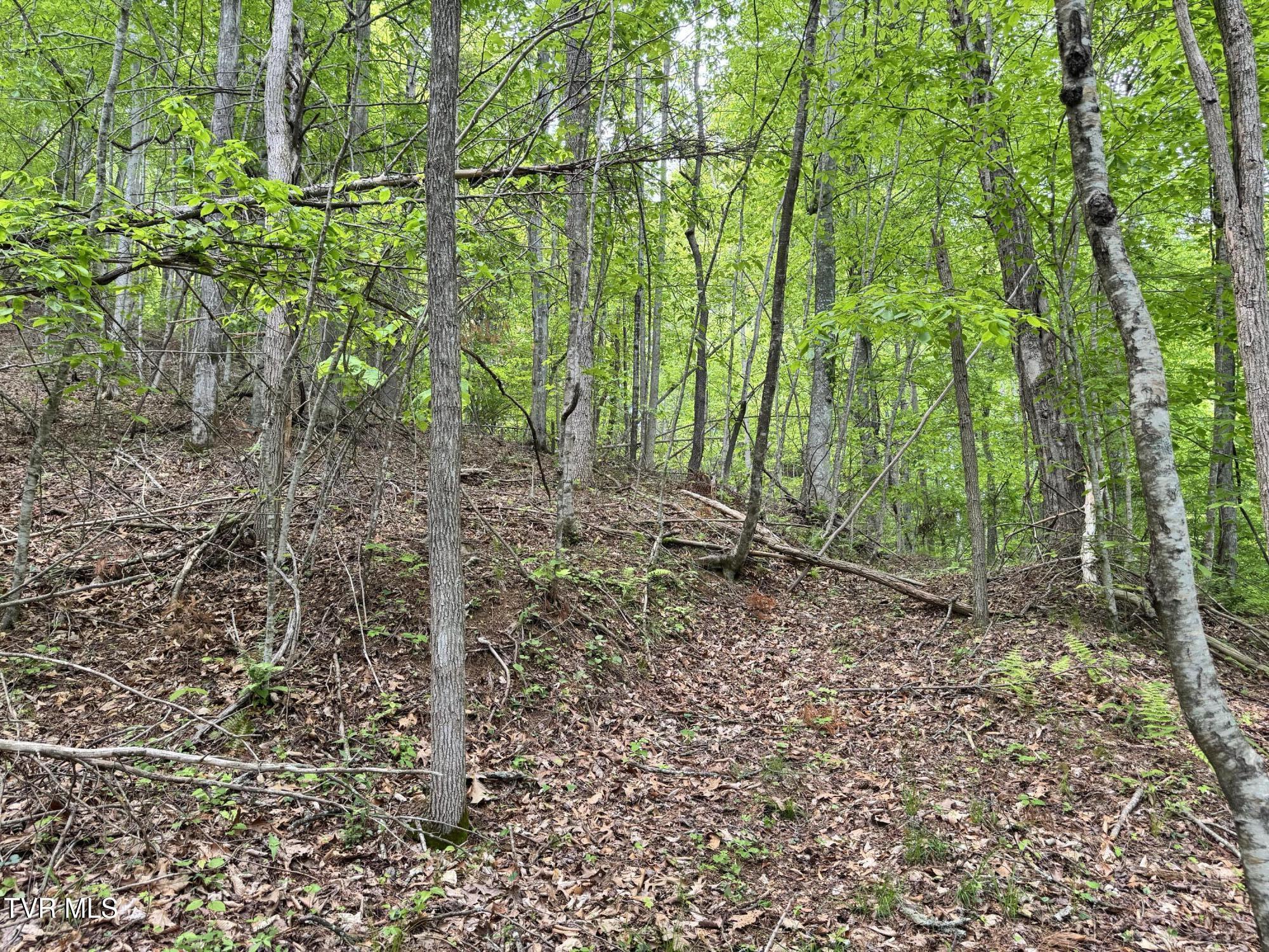 4090 Old Asheville Highway, Flag Pond, Tennessee image 28