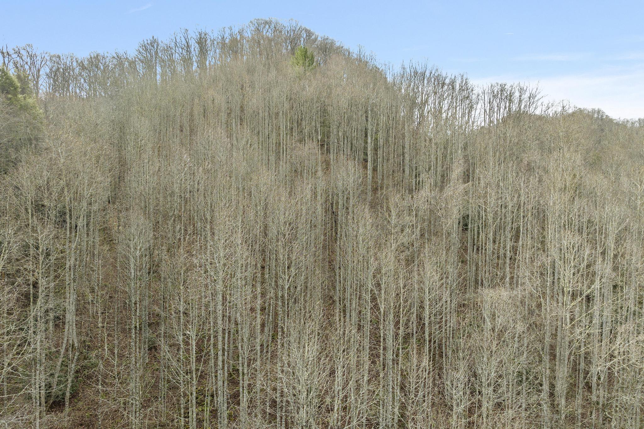 179 Smith Branch Road, Roan Mountain, Tennessee image 11