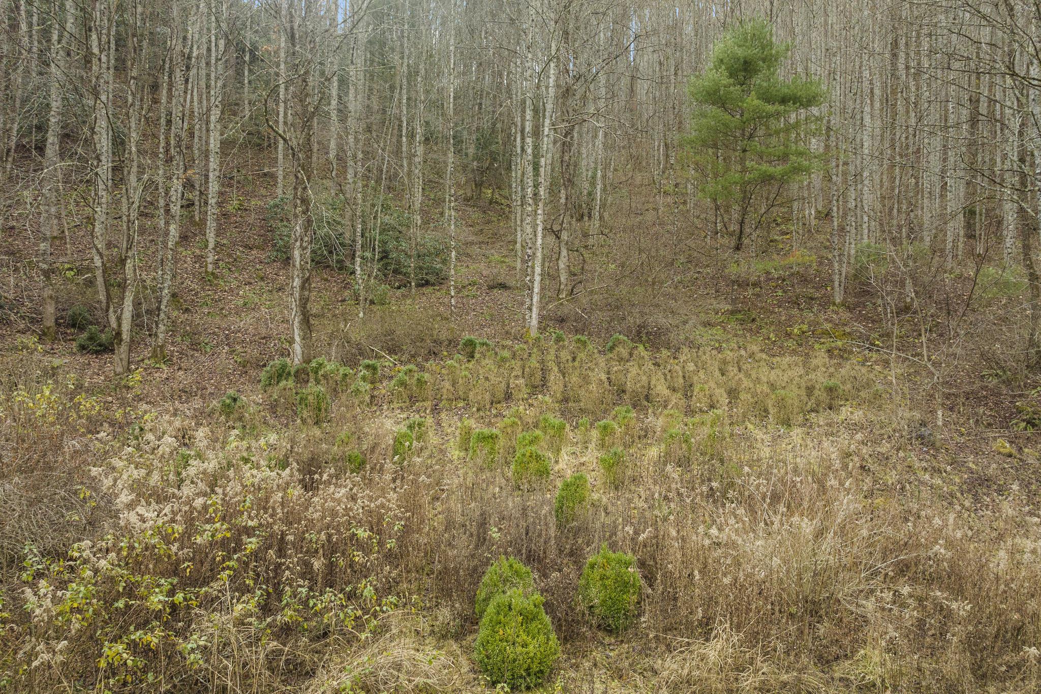 179 Smith Branch Road, Roan Mountain, Tennessee image 10
