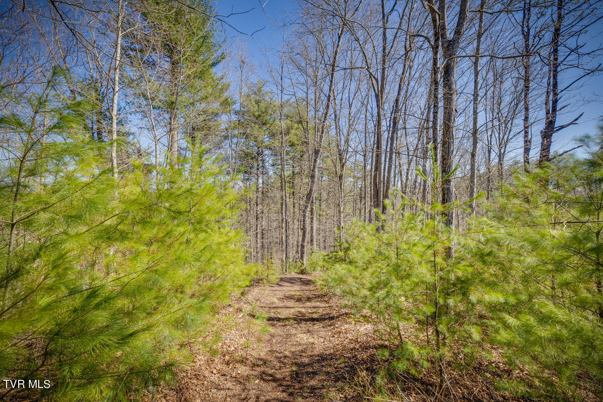 1007 Mount Carmel Drive, Butler, Tennessee image 6