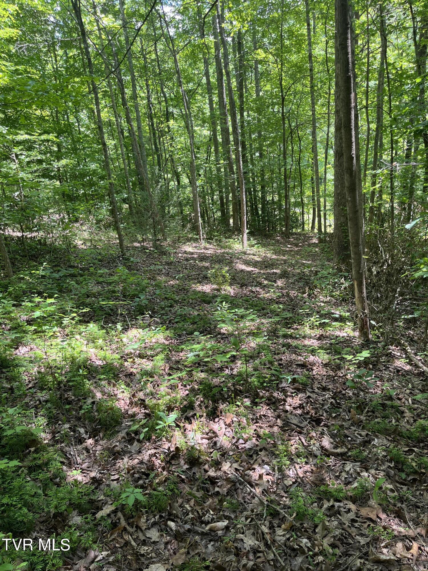 00 Early Branch Road, Rogersville, Tennessee image 10