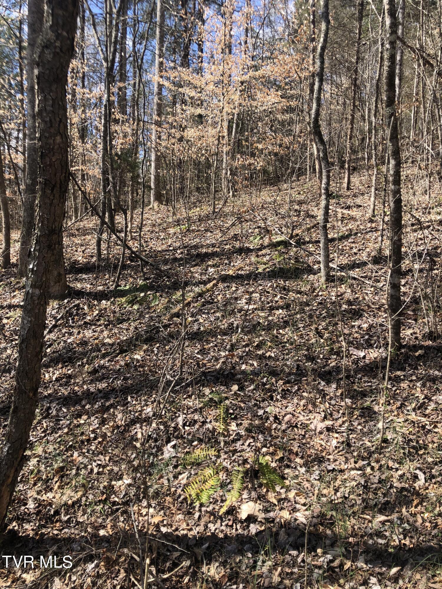 00 Early Branch Road, Rogersville, Tennessee image 4