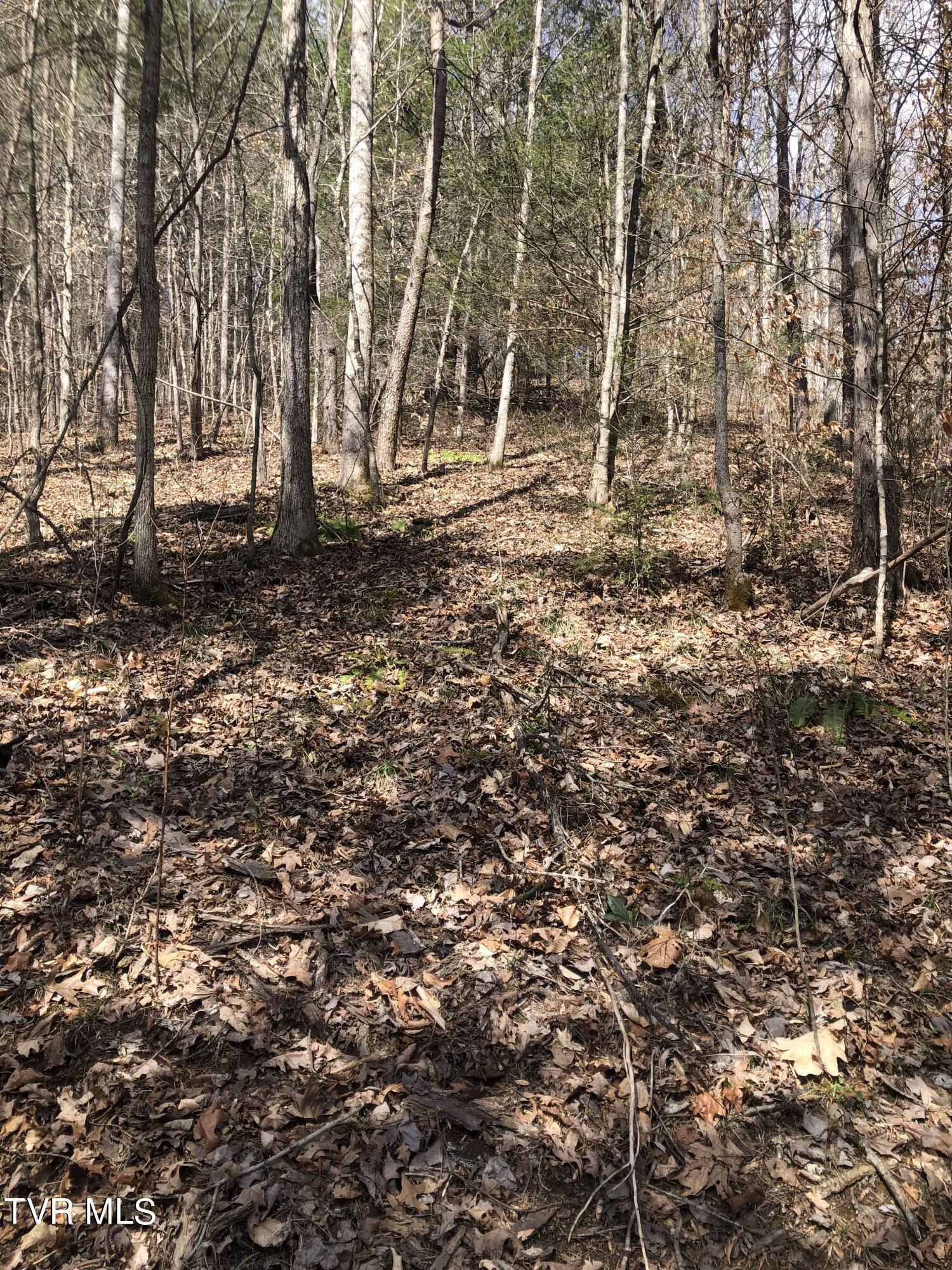 00 Early Branch Road, Rogersville, Tennessee image 3