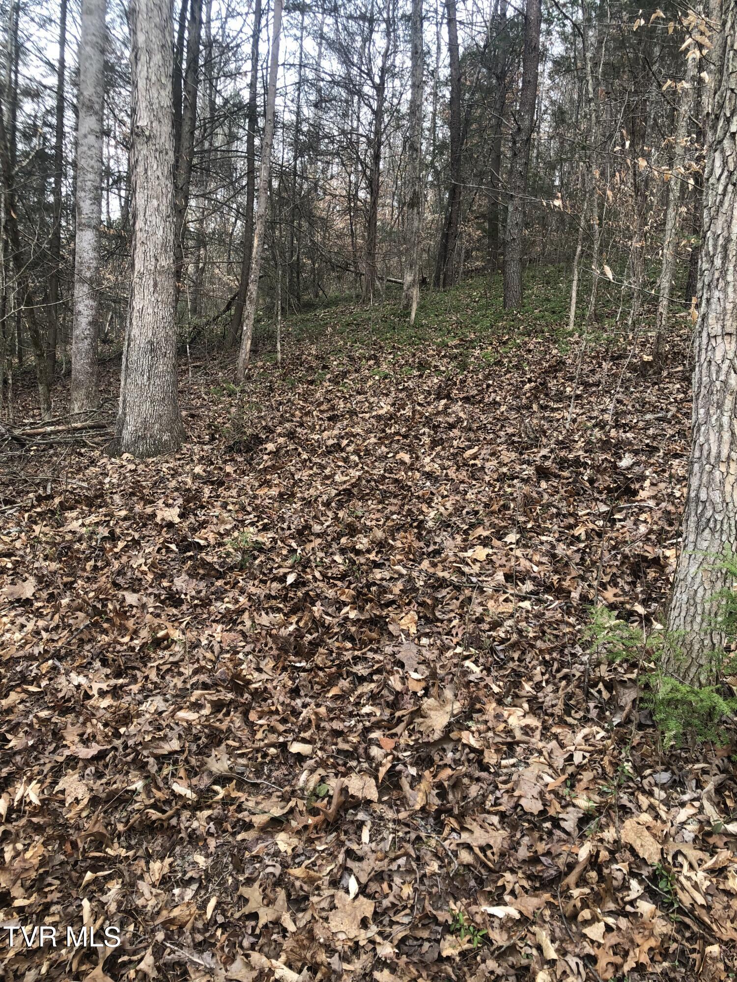 00 Early Branch Road, Rogersville, Tennessee image 5