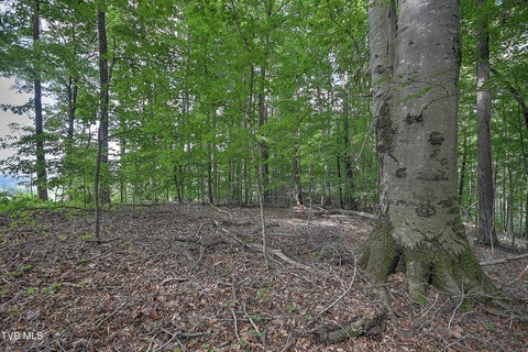 Vacant Land For Sale - TRACT 1L Payne Ridge Road<br/> Church Hill, TN 37642
