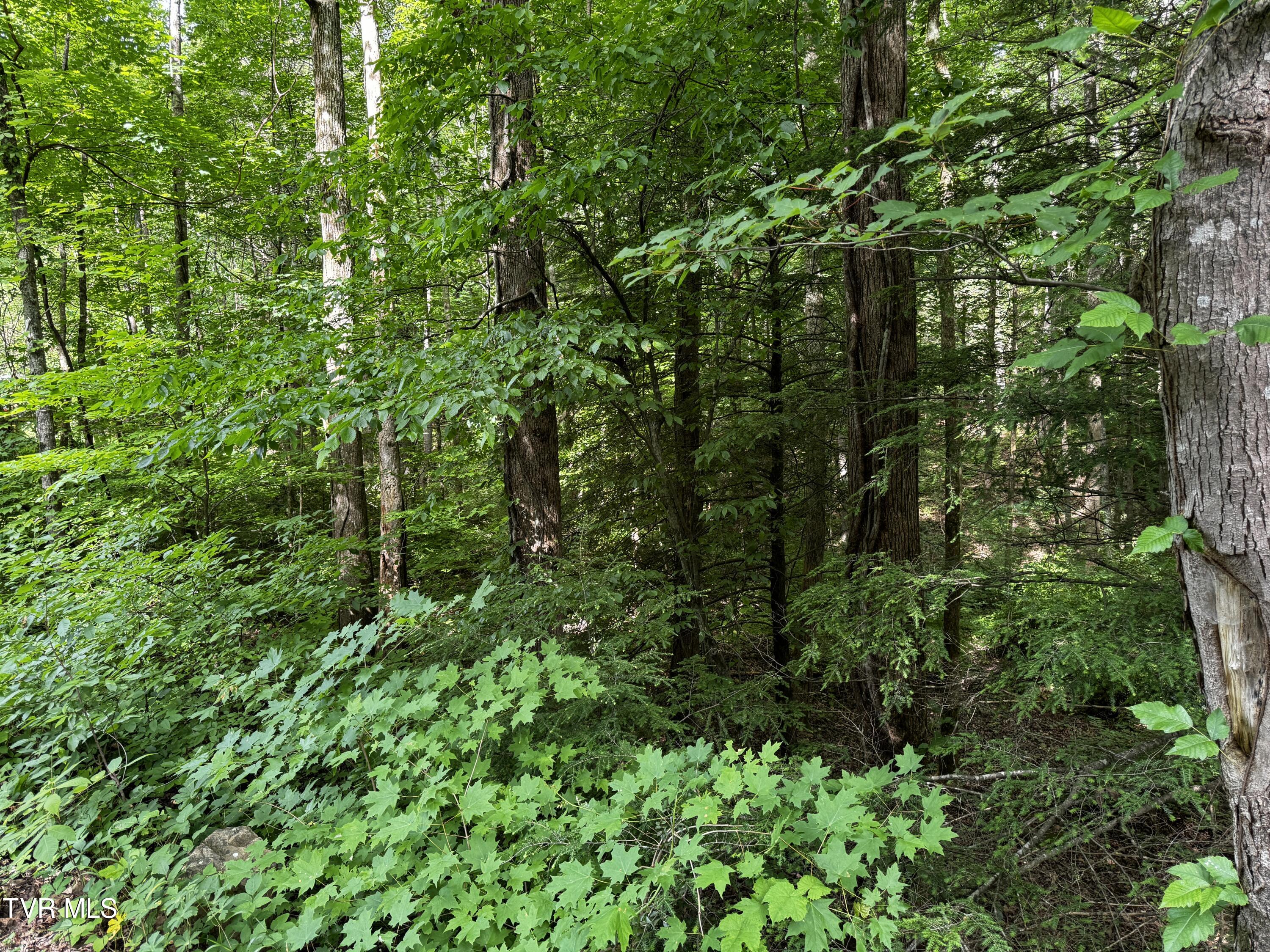 000 Norma Road, Huntsville, Tennessee image 13