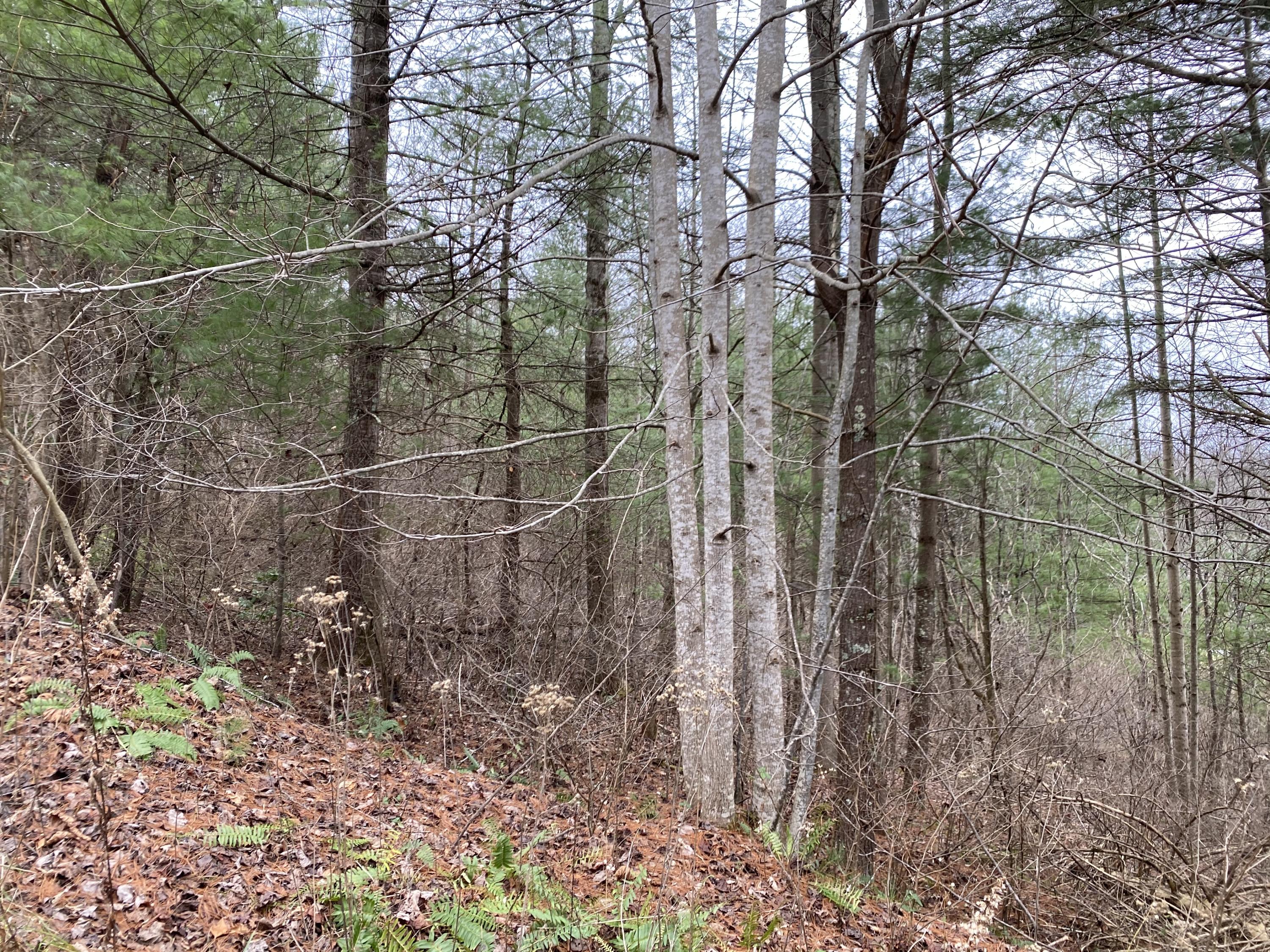 Tbd Buntontown & Norris Road, Butler, Tennessee image 11