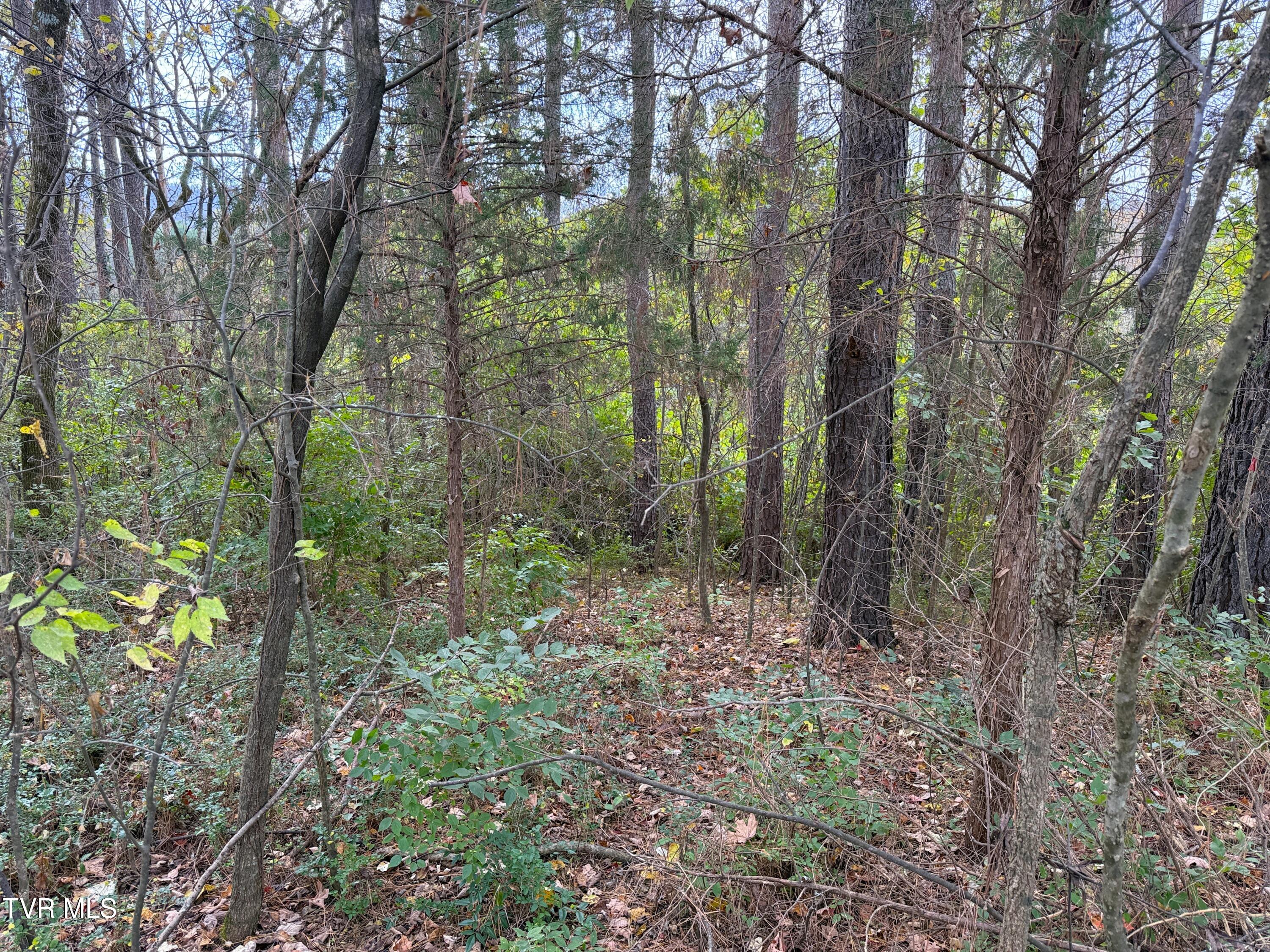 1933 Edwina-bridgeport Road, Newport, Tennessee image 8