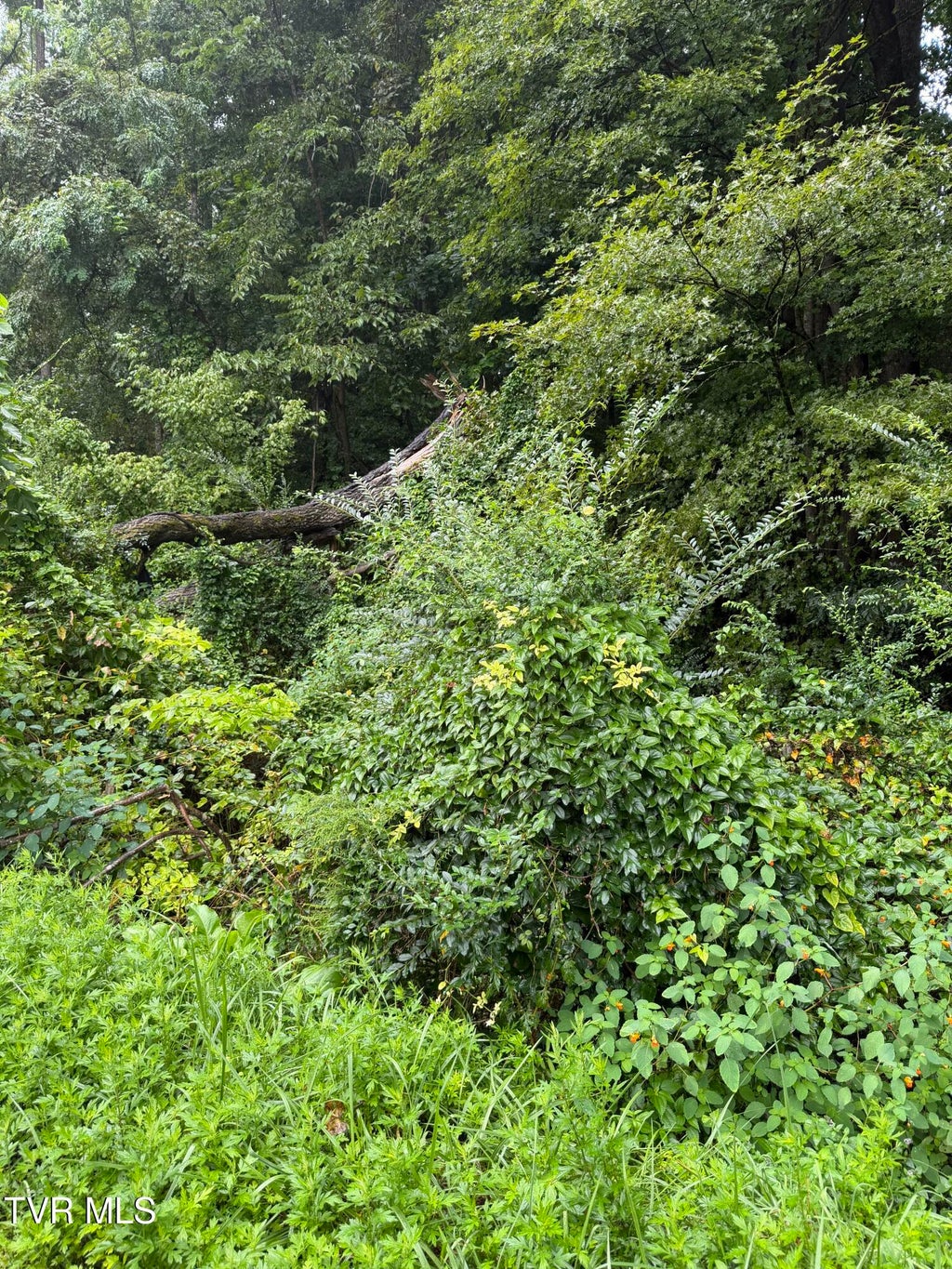 Photo of 110 Daddy Moore Road, Unicoi, TN 37692 (MLS # 9999912)