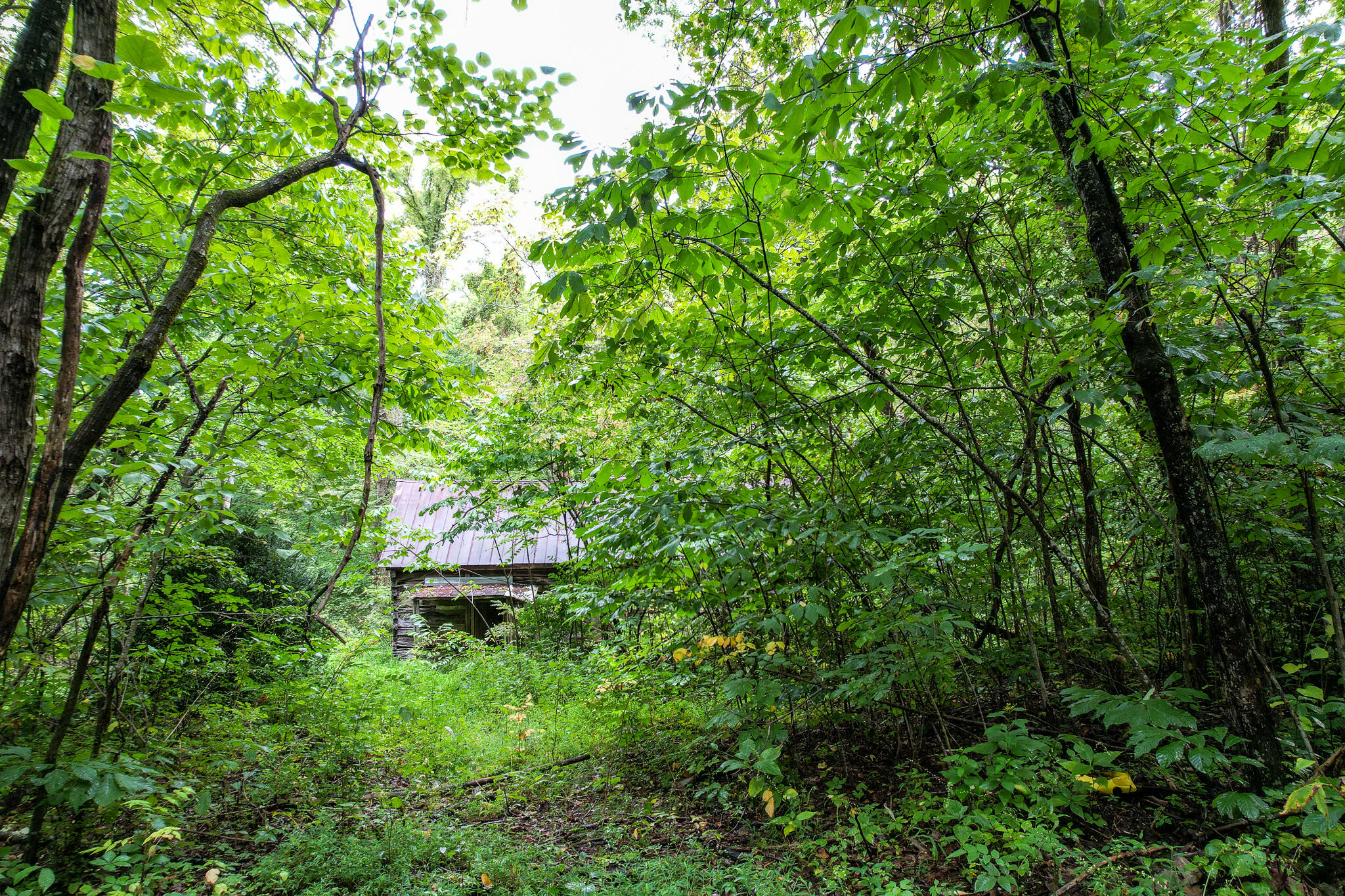 3684 Collier Loop, Dandridge, Tennessee image 13