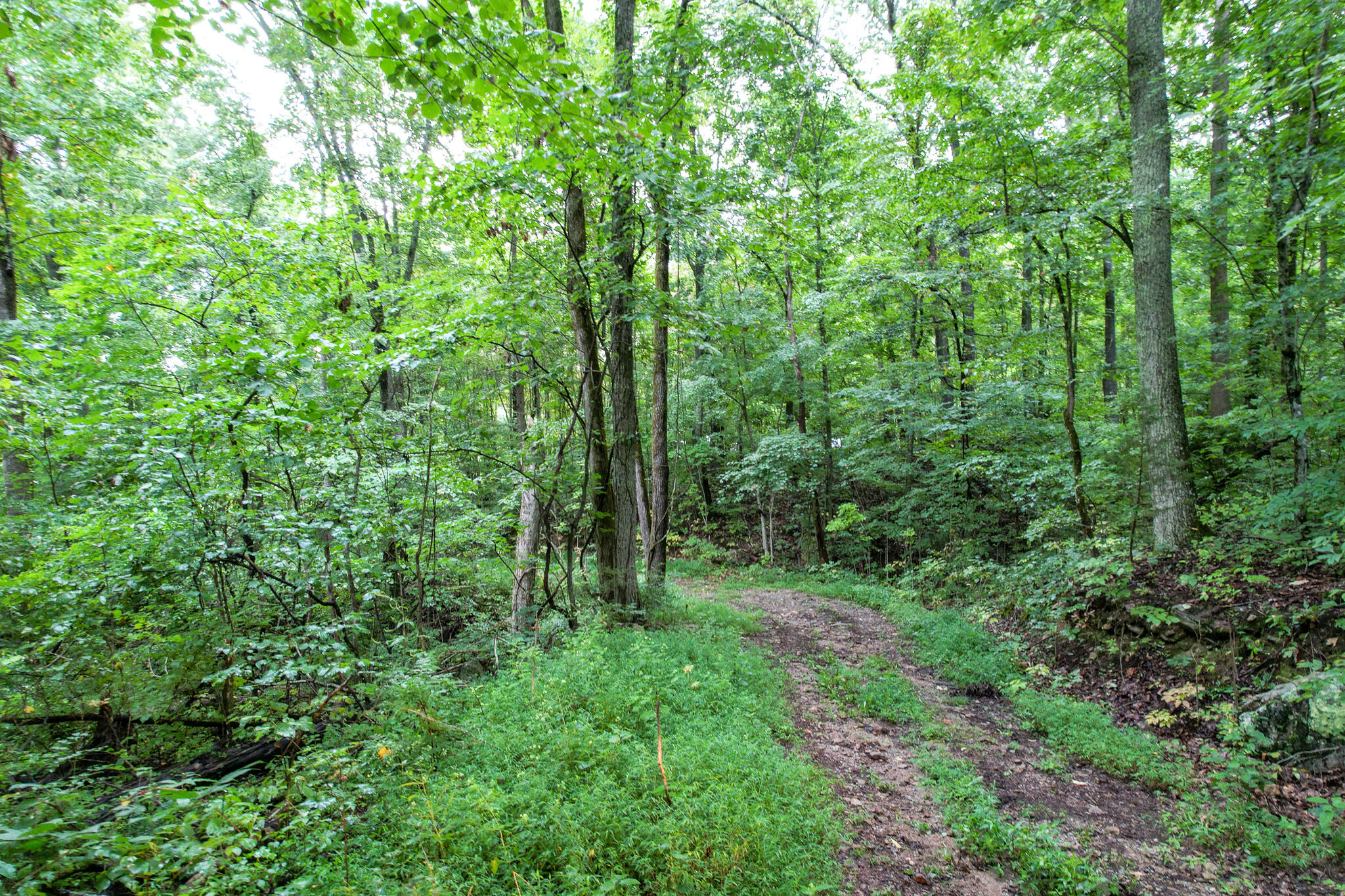 3684 Collier Loop, Dandridge, Tennessee image 12