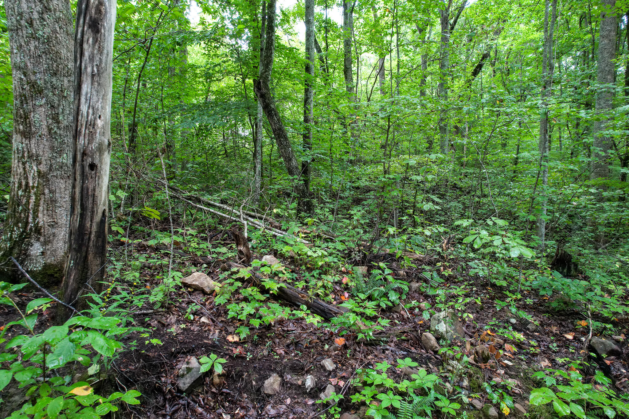 3684 Collier Loop, Dandridge, Tennessee image 29
