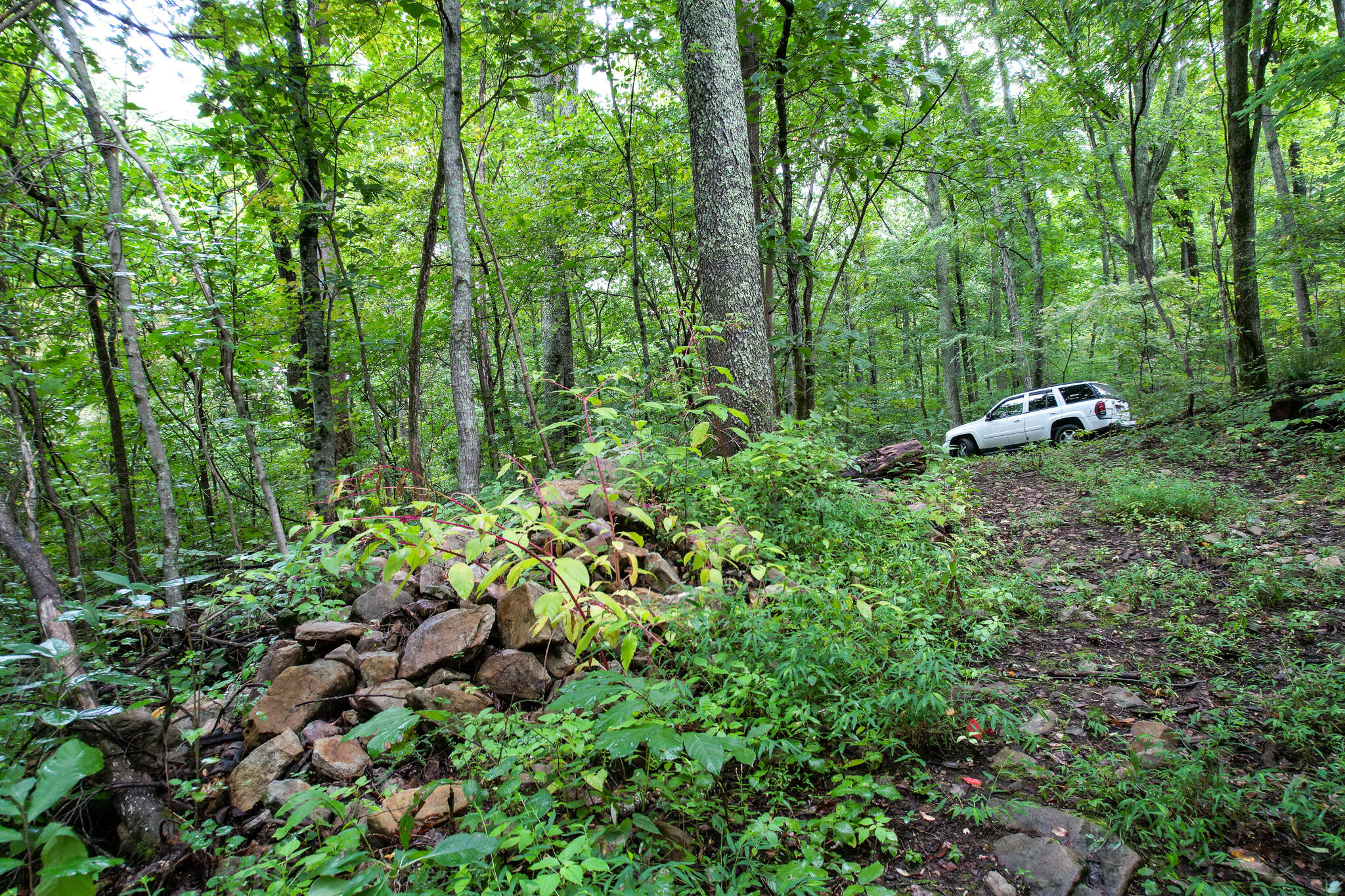3684 Collier Loop, Dandridge, Tennessee image 22