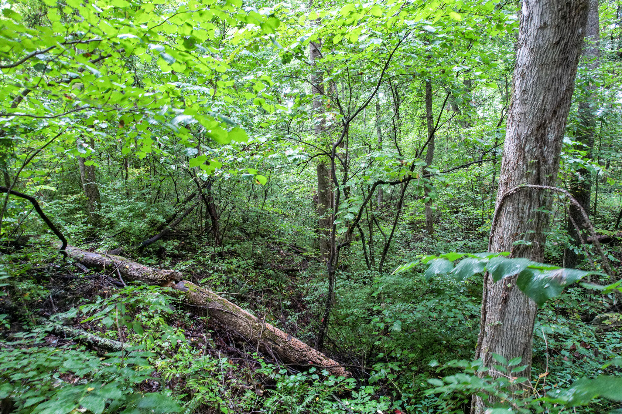 3684 Collier Loop, Dandridge, Tennessee image 26