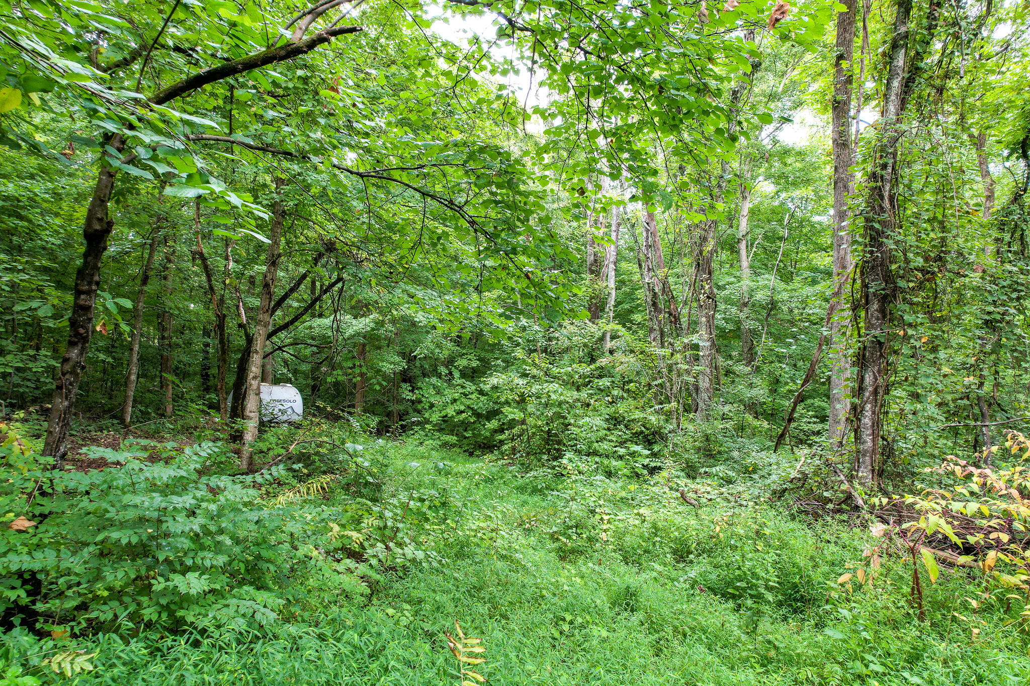 3684 Collier Loop, Dandridge, Tennessee image 18