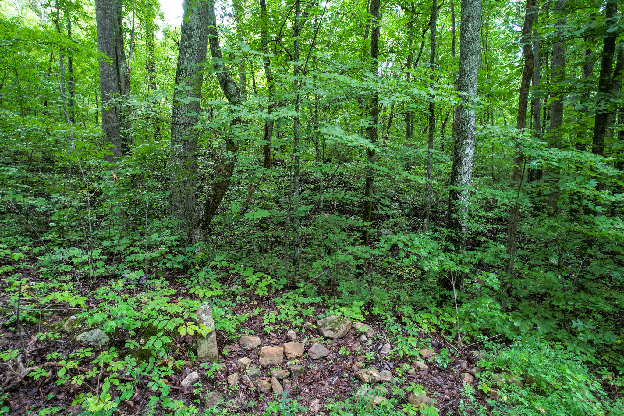 3684 Collier Loop, Dandridge, Tennessee image 31