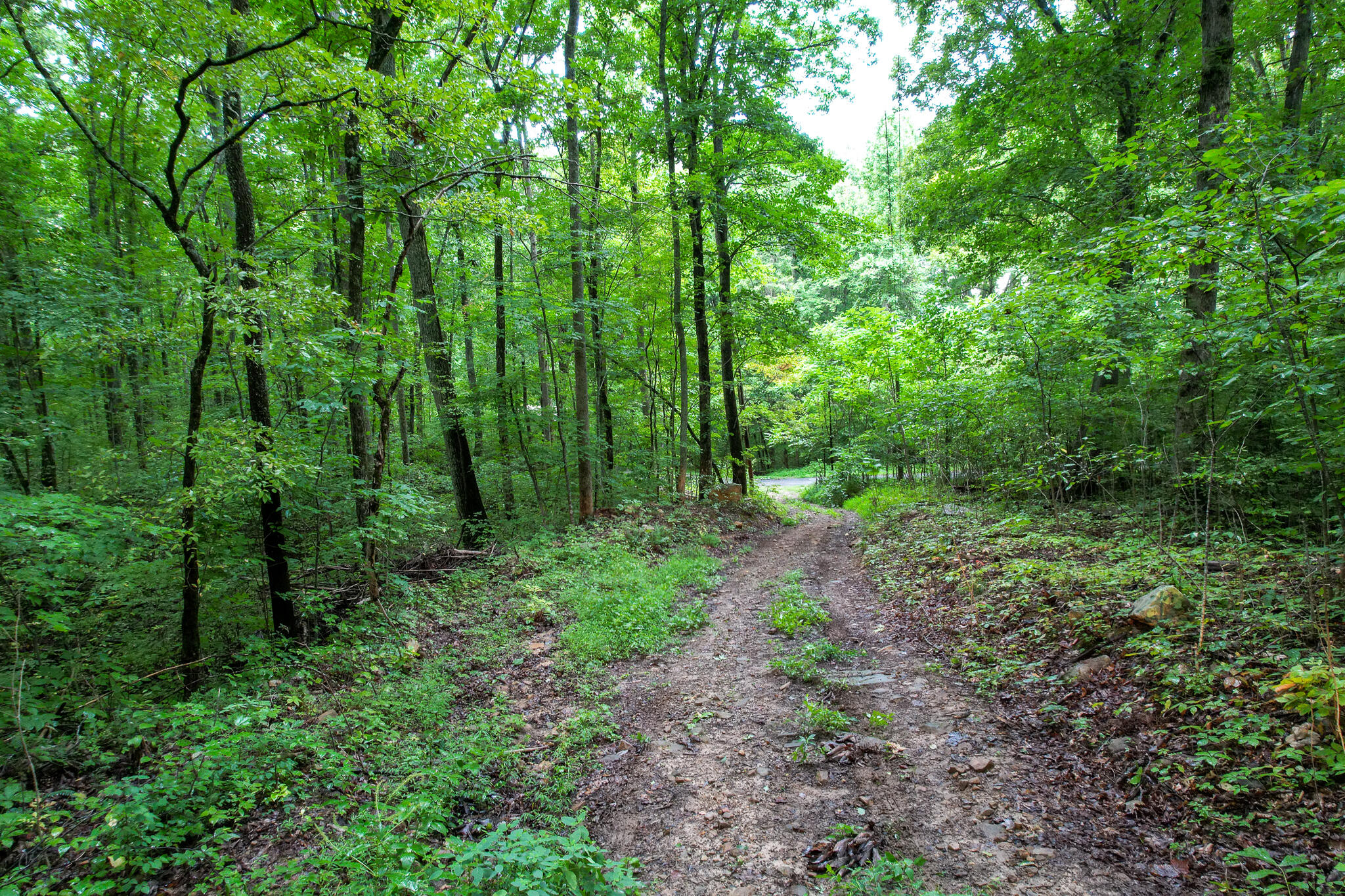 3684 Collier Loop, Dandridge, Tennessee image 30
