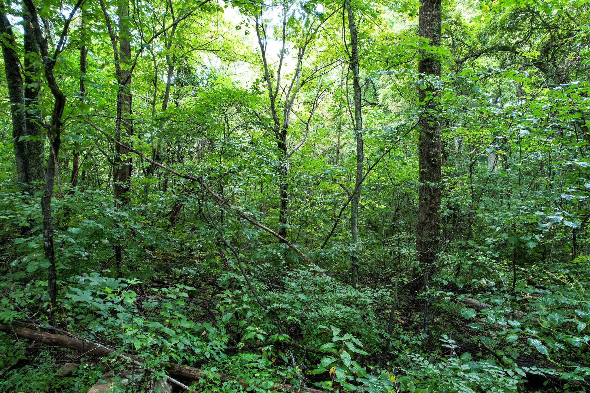 3684 Collier Loop, Dandridge, Tennessee image 25