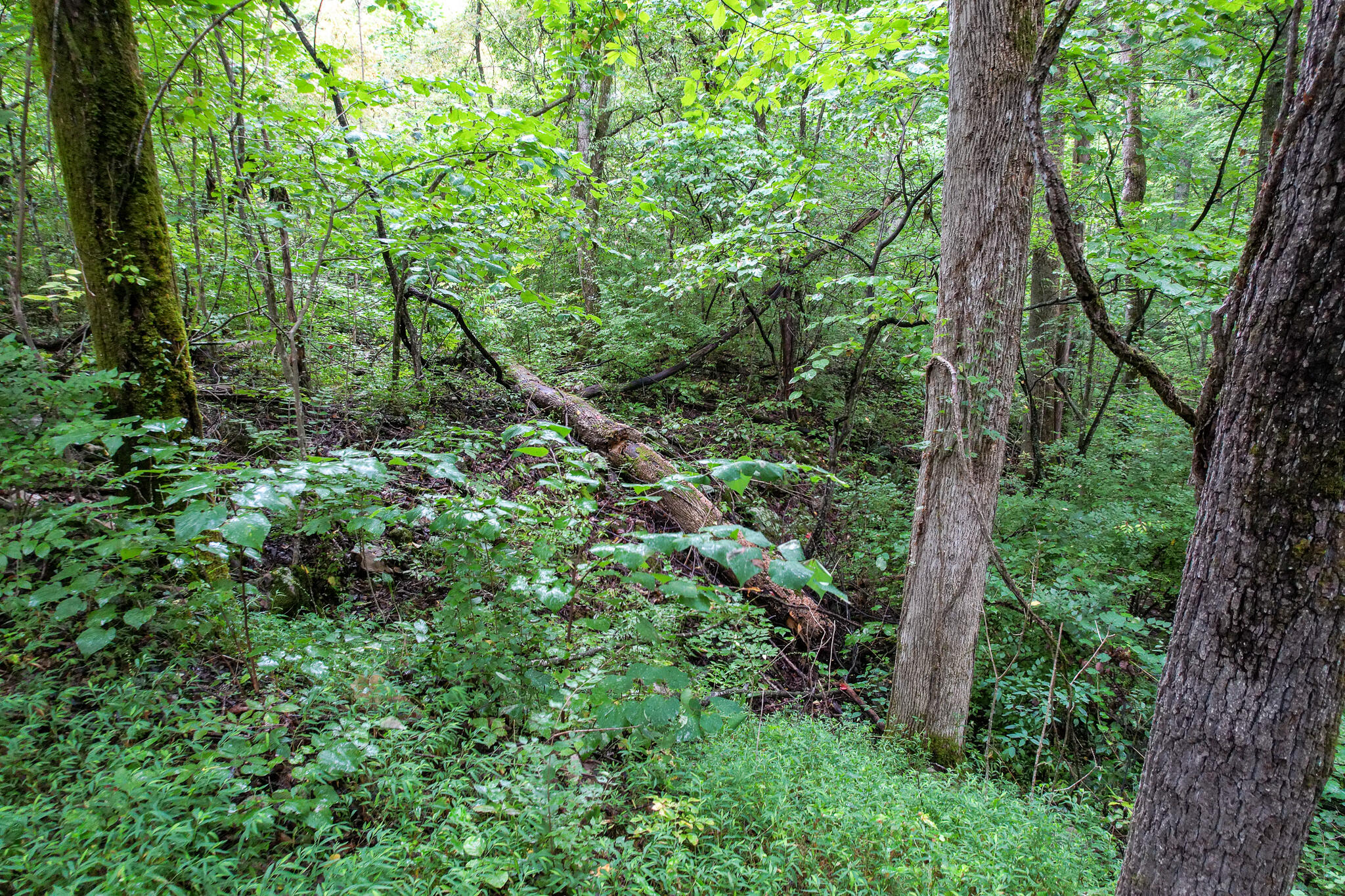 3684 Collier Loop, Dandridge, Tennessee image 23