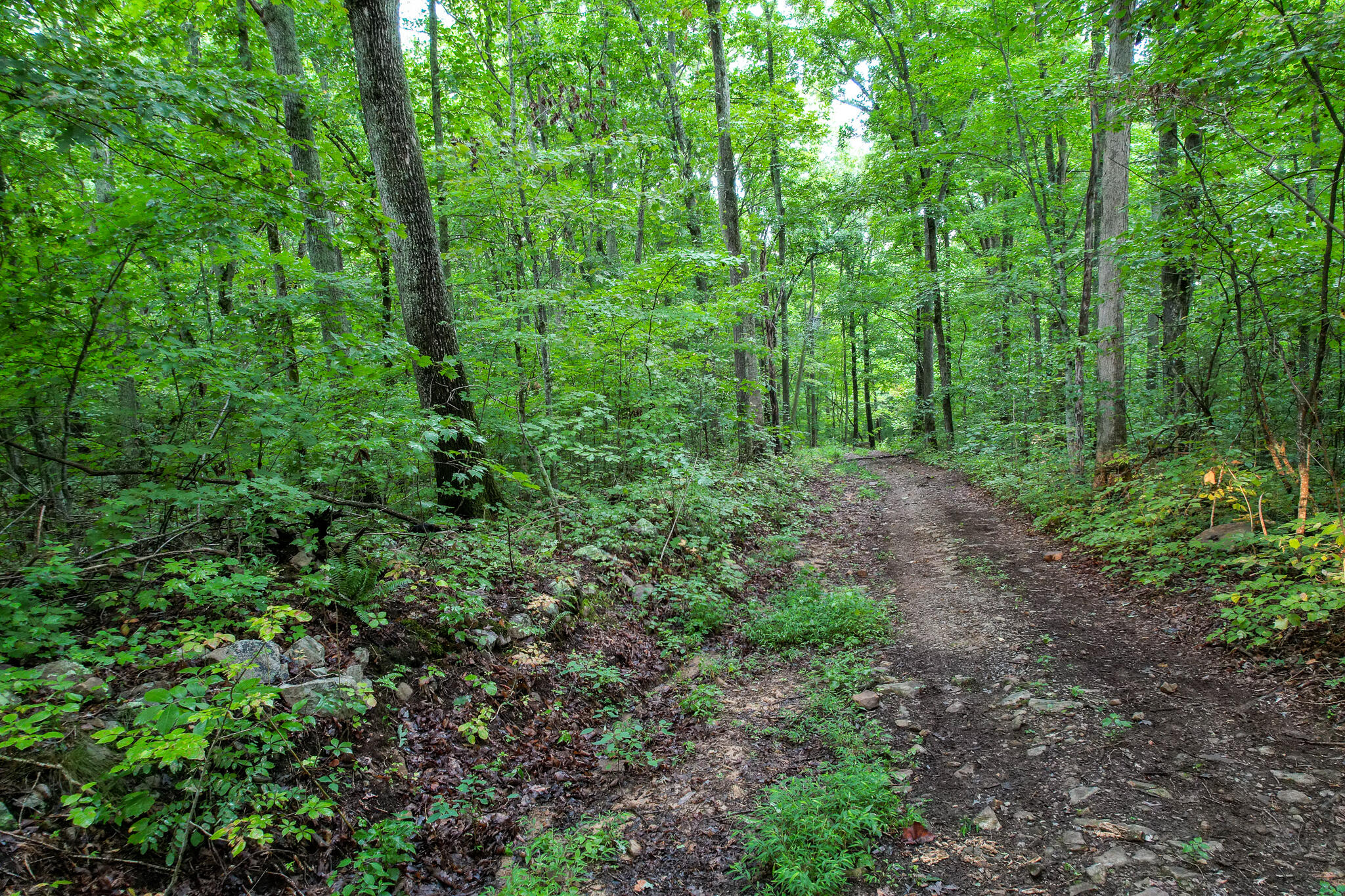 3684 Collier Loop, Dandridge, Tennessee image 28