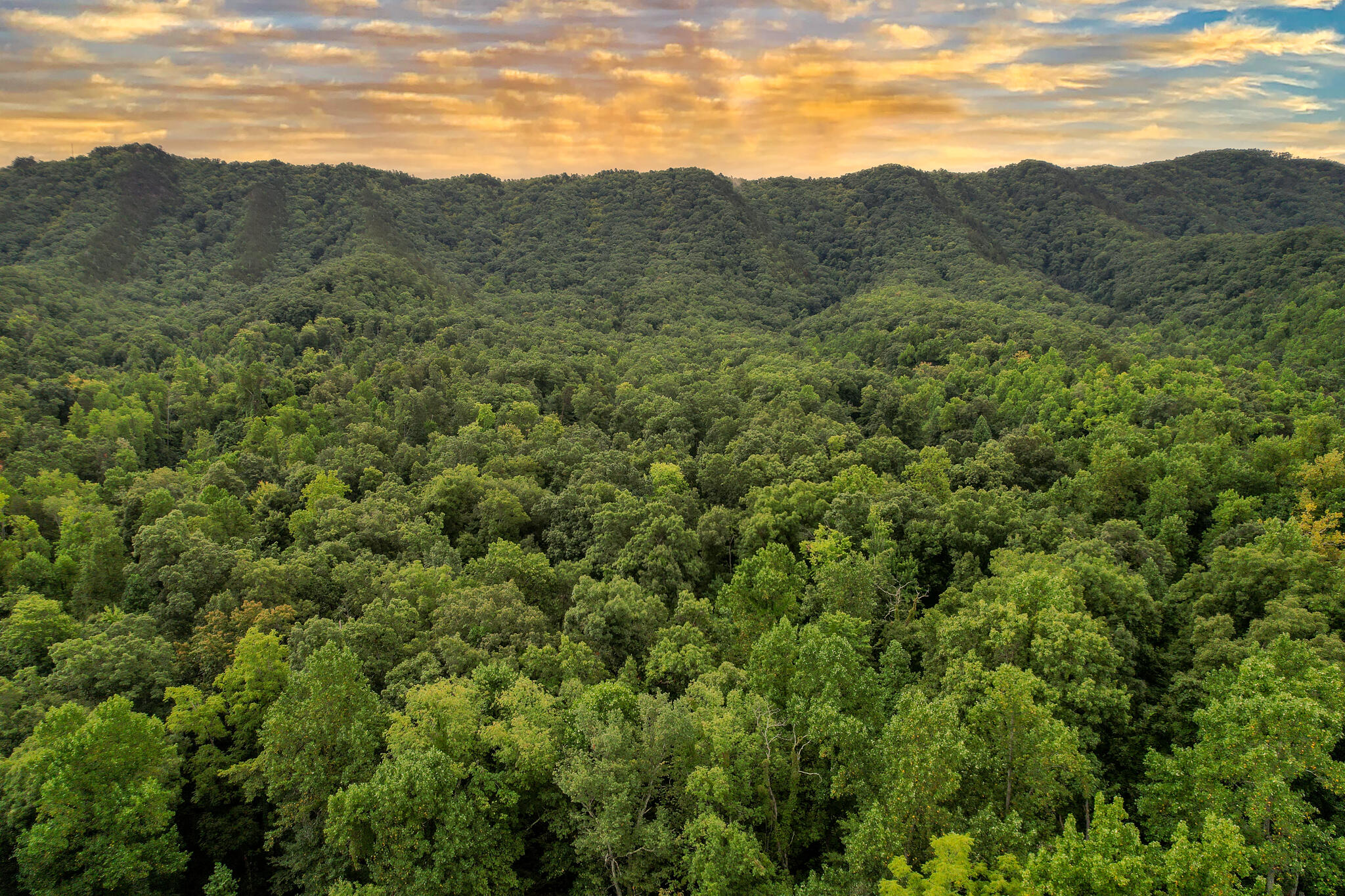 3684 Collier Loop, Dandridge, Tennessee image 8