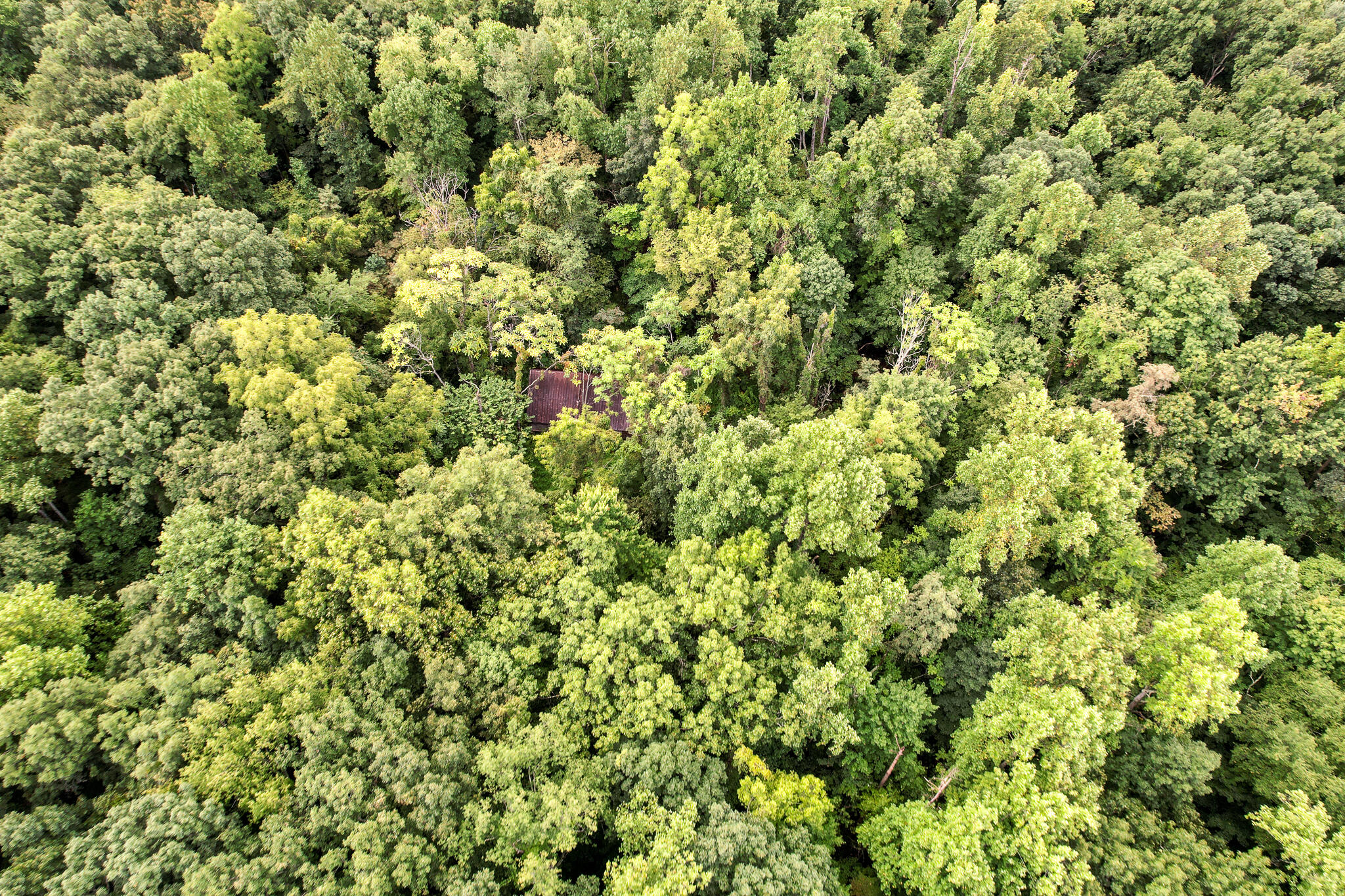 3684 Collier Loop, Dandridge, Tennessee image 6