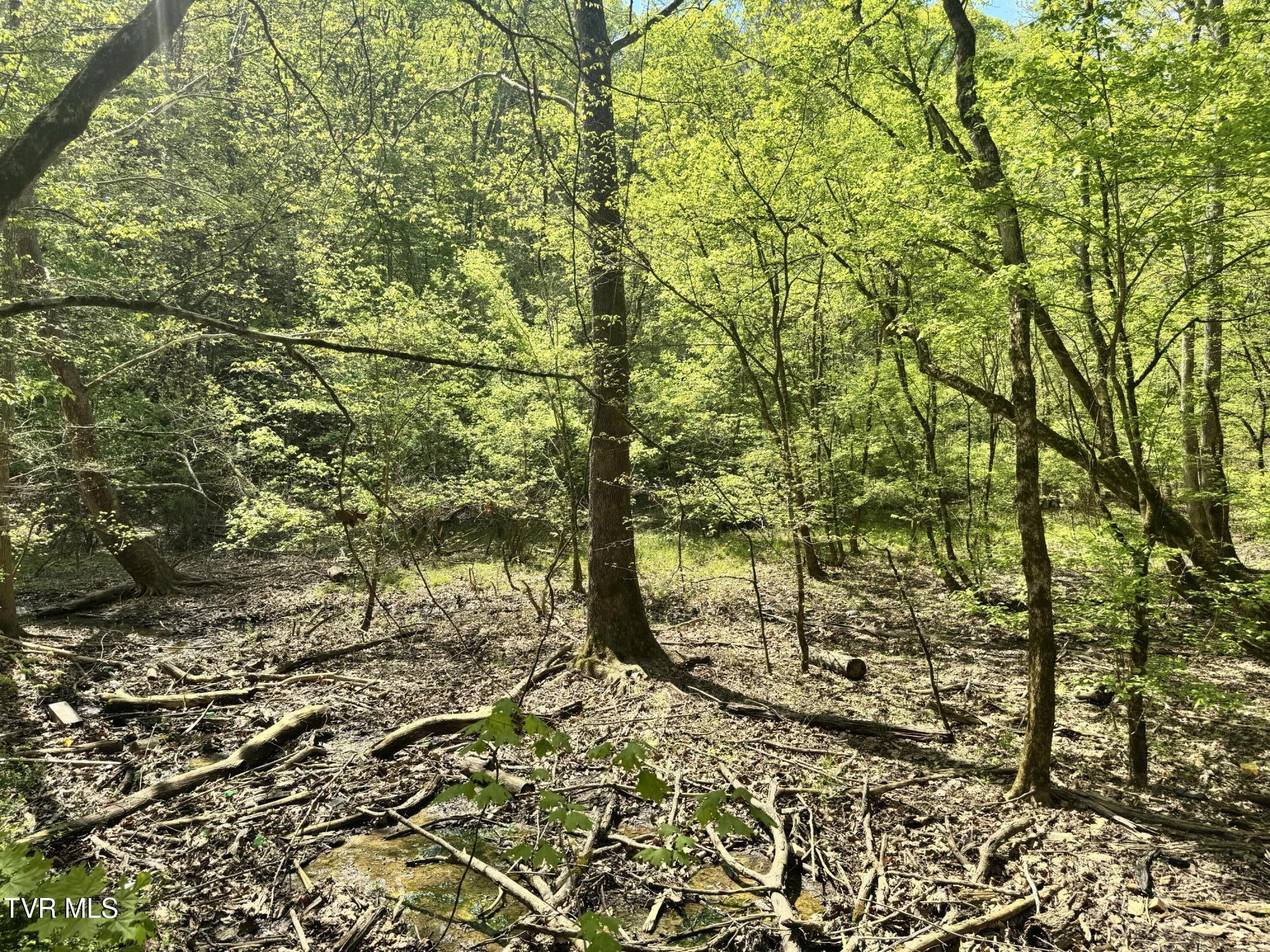 Weeping Willow Way, Newport, Tennessee image 13