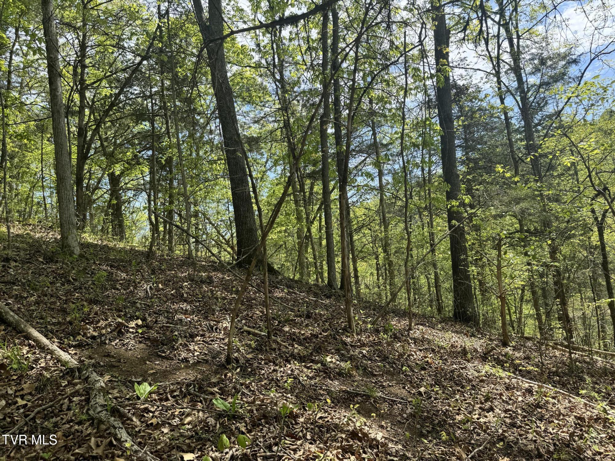 Weeping Willow Way, Newport, Tennessee image 16