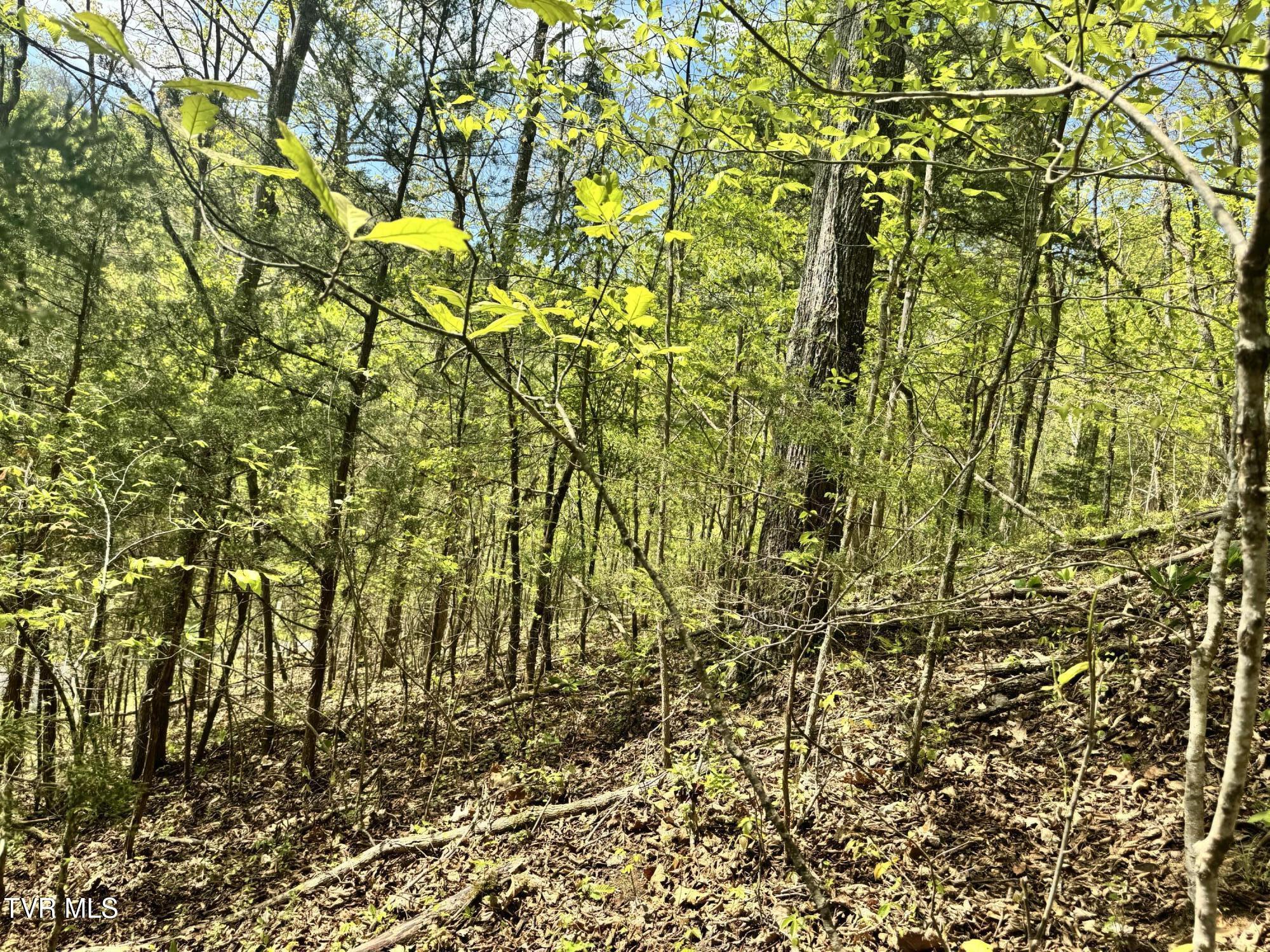 Weeping Willow Way, Newport, Tennessee image 12