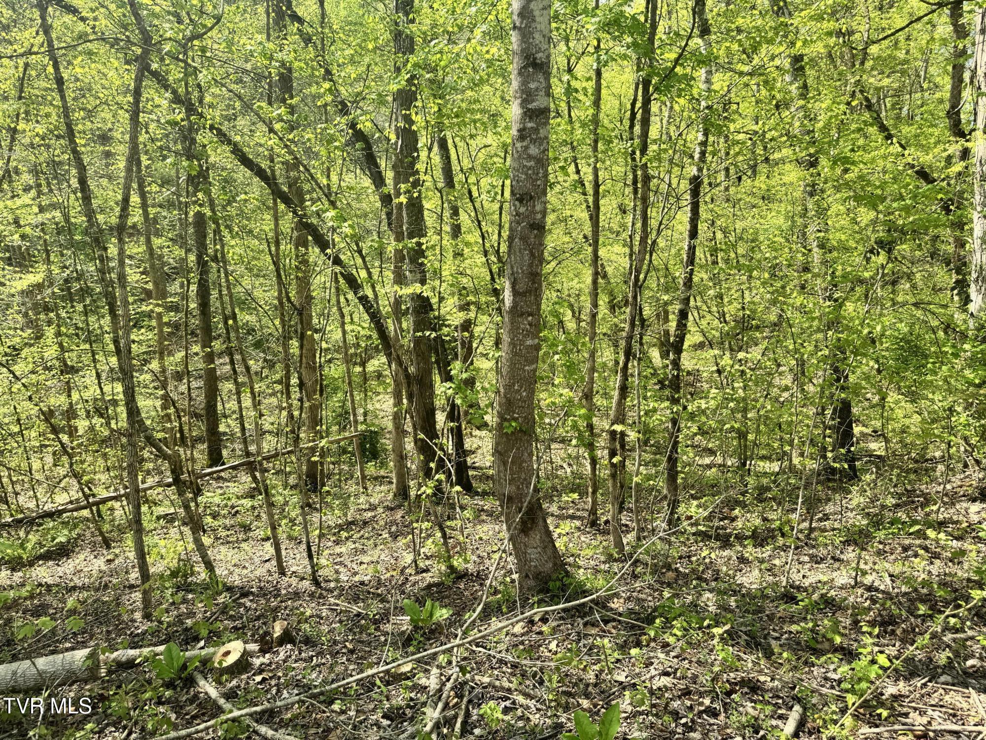 Weeping Willow Way, Newport, Tennessee image 14