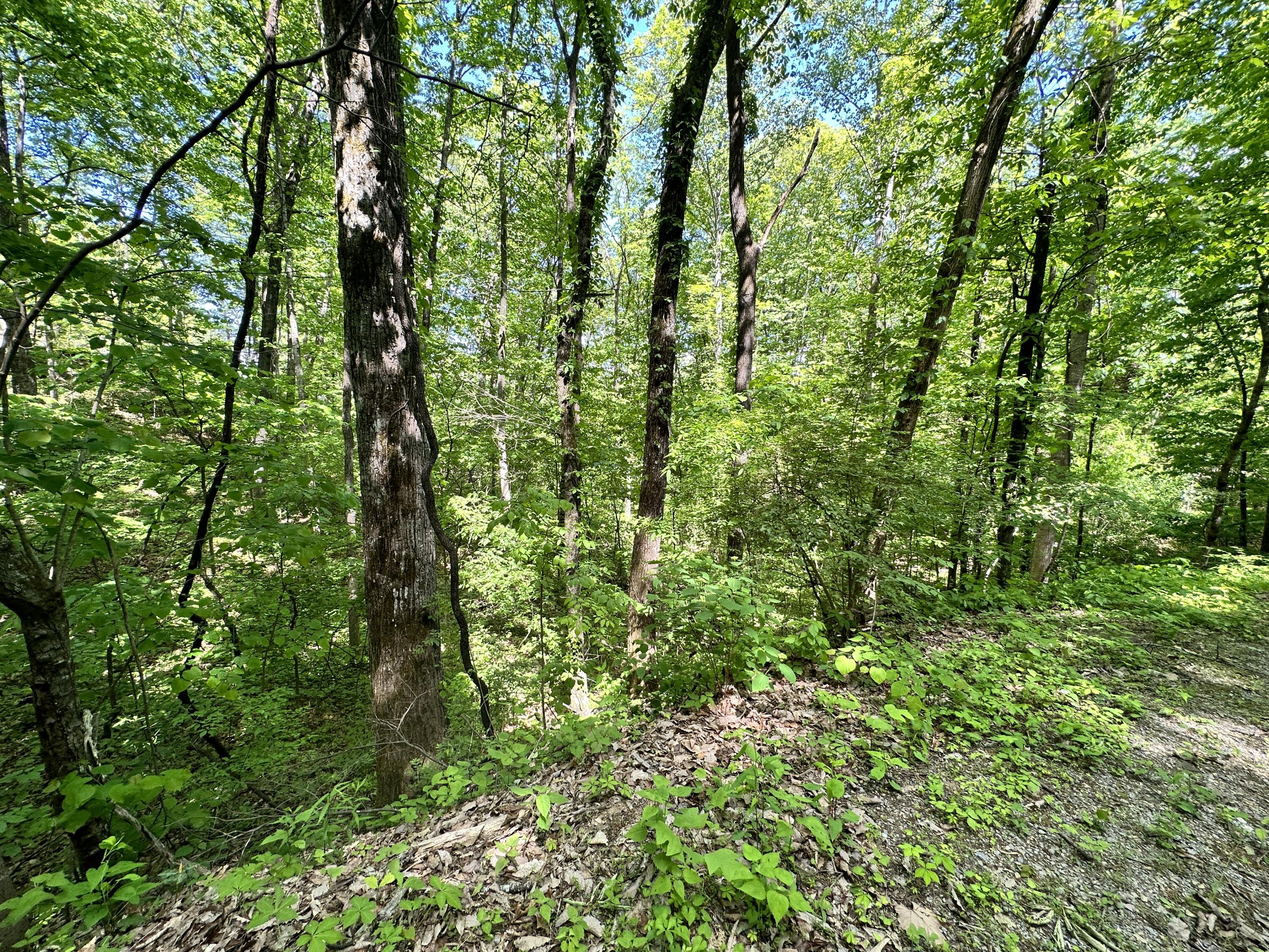 2604 Sunset Road, Sevierville, Tennessee image 12