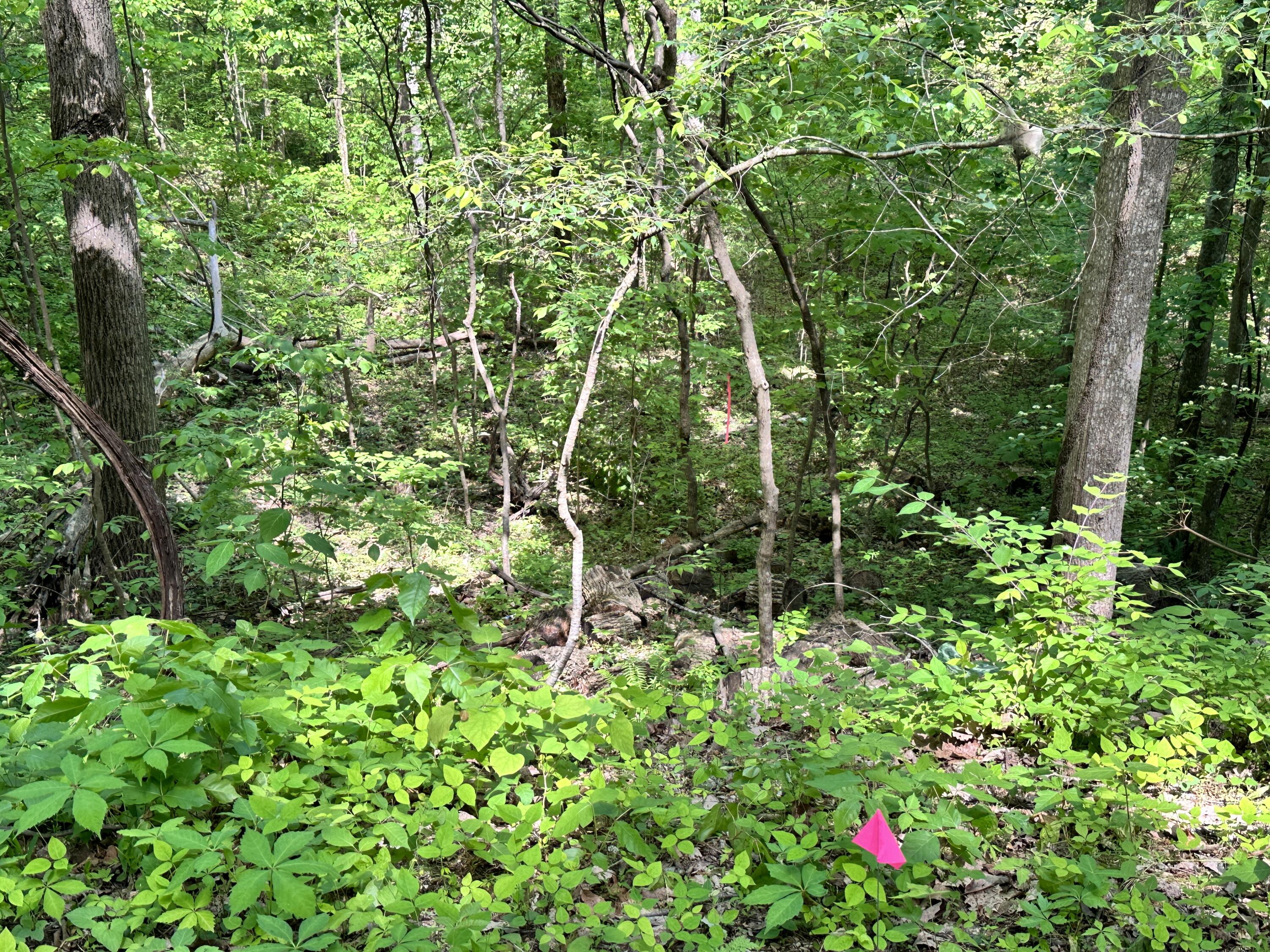 2604 Sunset Road, Sevierville, Tennessee image 11