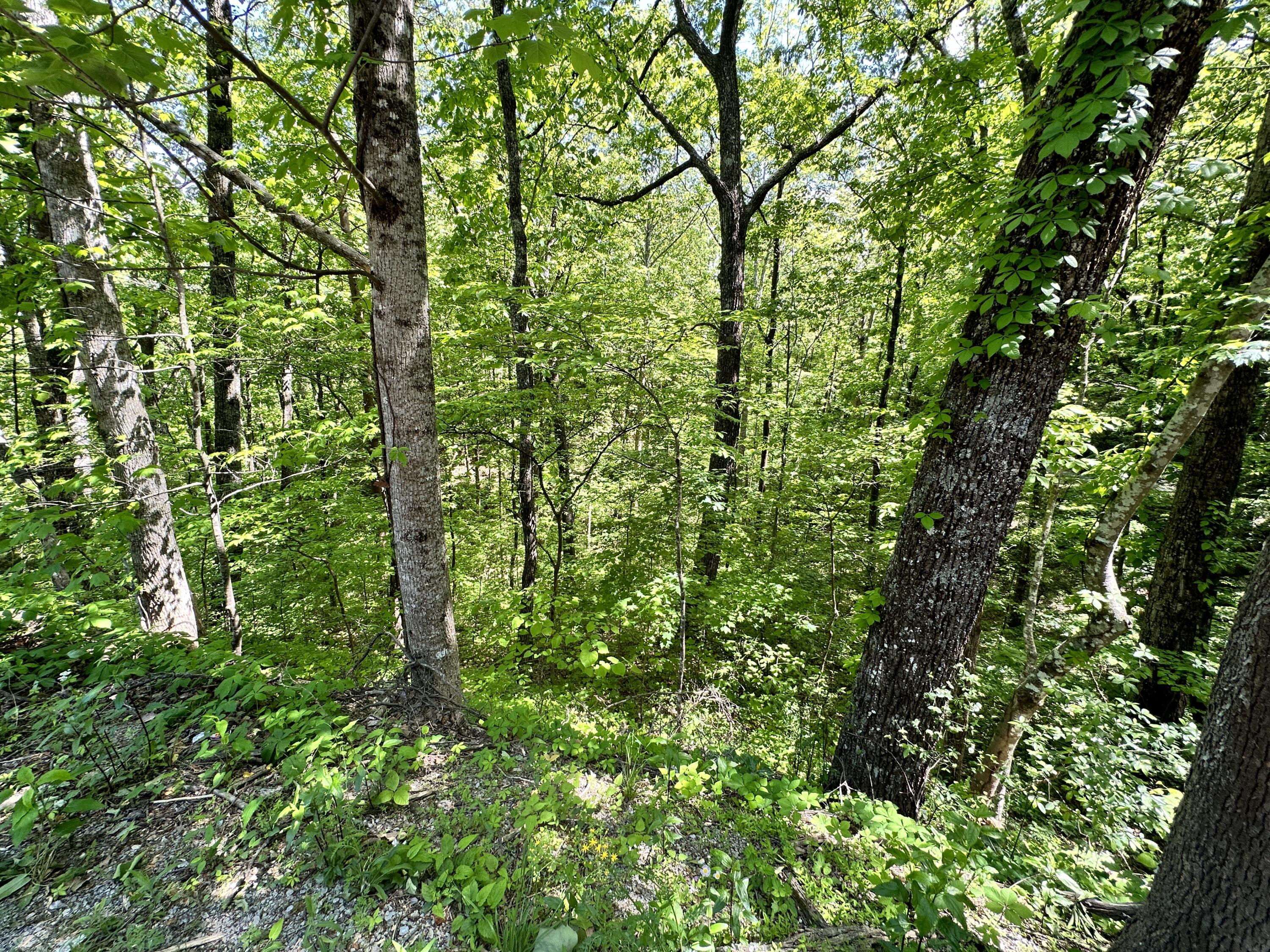 2604 Sunset Road, Sevierville, Tennessee image 5