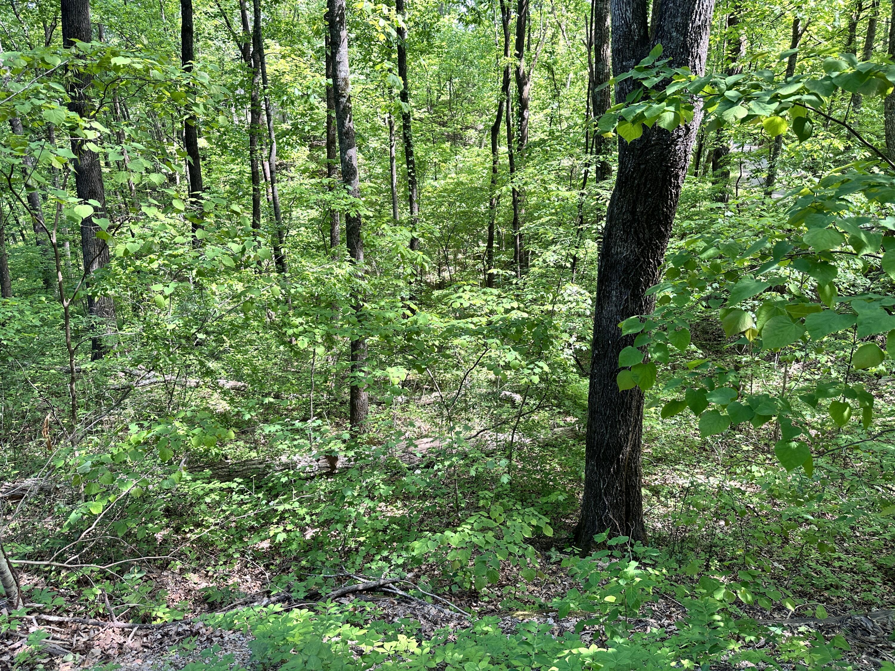 2604 Sunset Road, Sevierville, Tennessee image 9